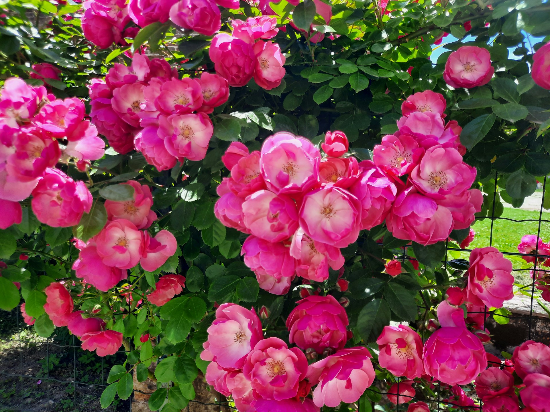 A pink rose bush | Source: Unsplash