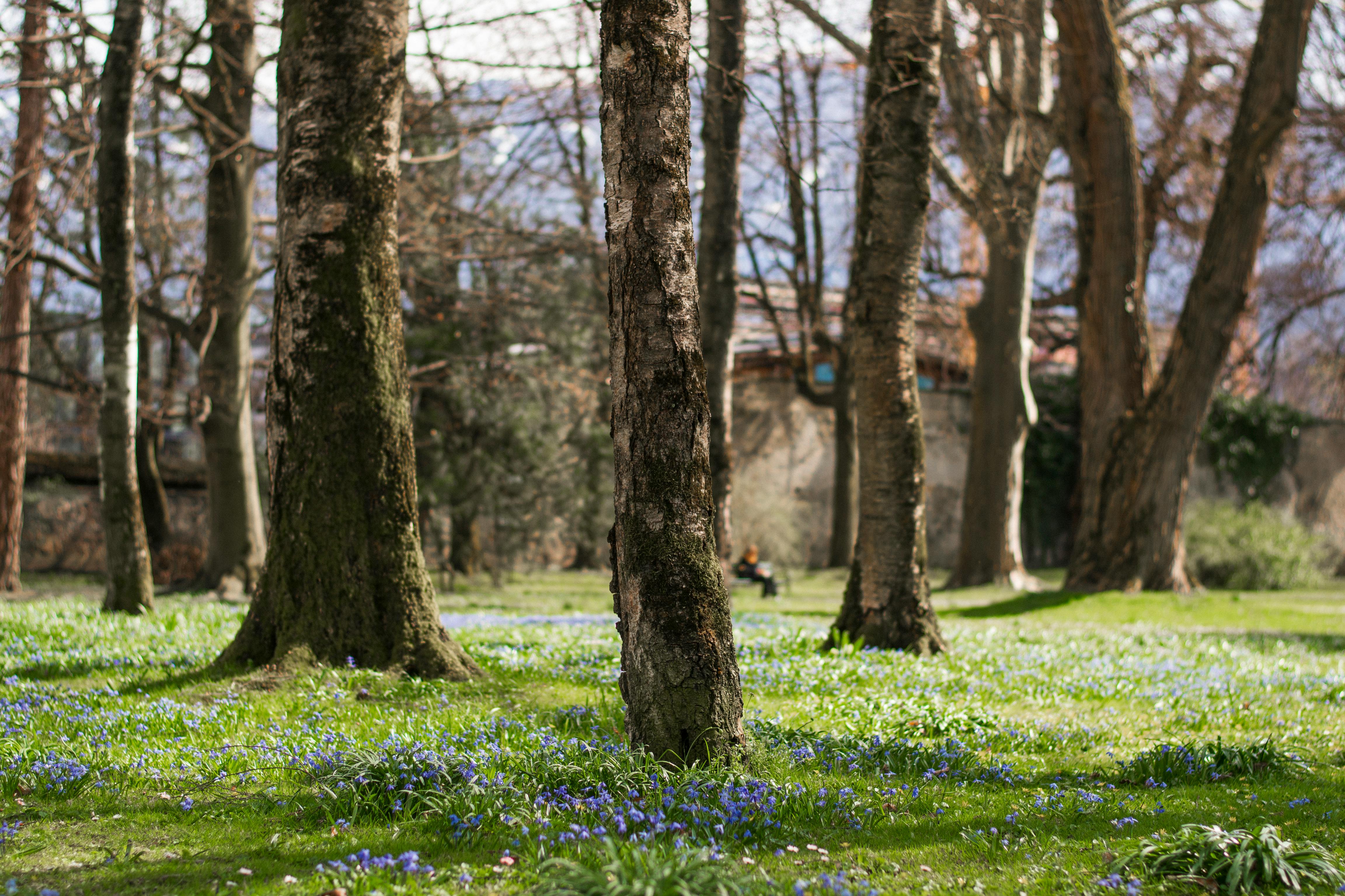 Árvores em um parque | Fonte: Pexels