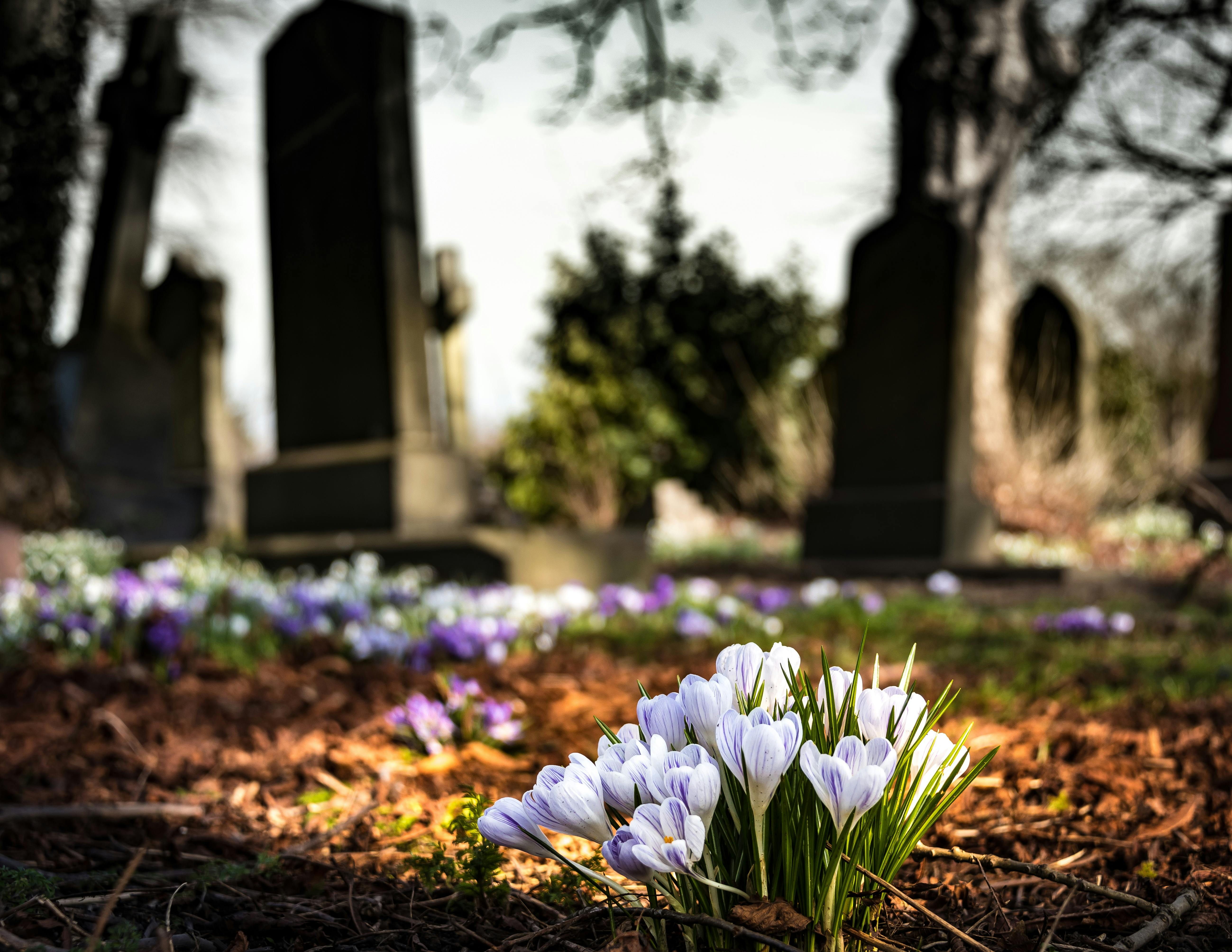 Flowers and tombstones at a cemetery | Source: Pexels