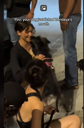 Zendaya's cute exchange with a dog from a video dated July 4, 2025. | Source: TikTok/salrighthere