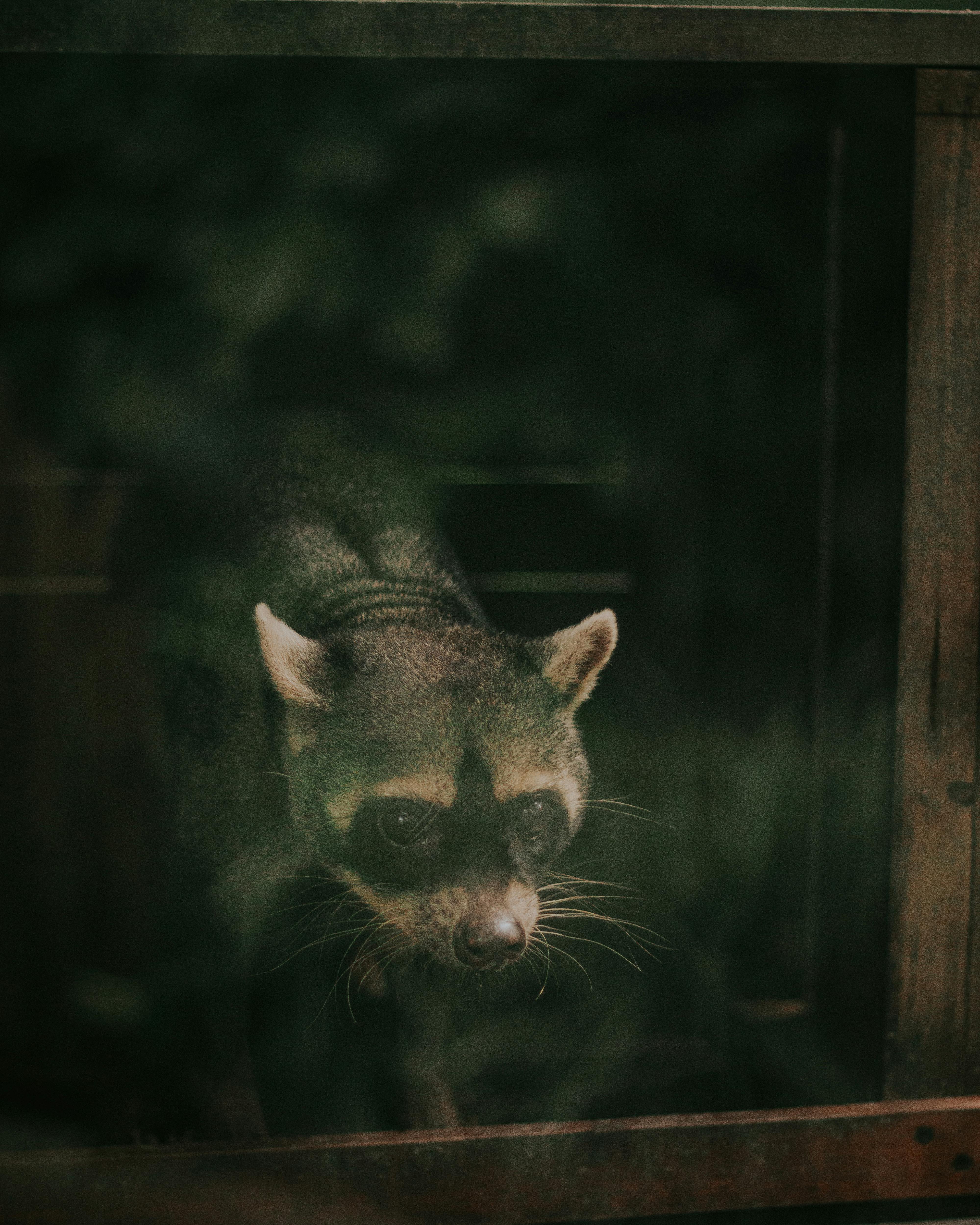 A close up of a raccoon | Source: Pexels