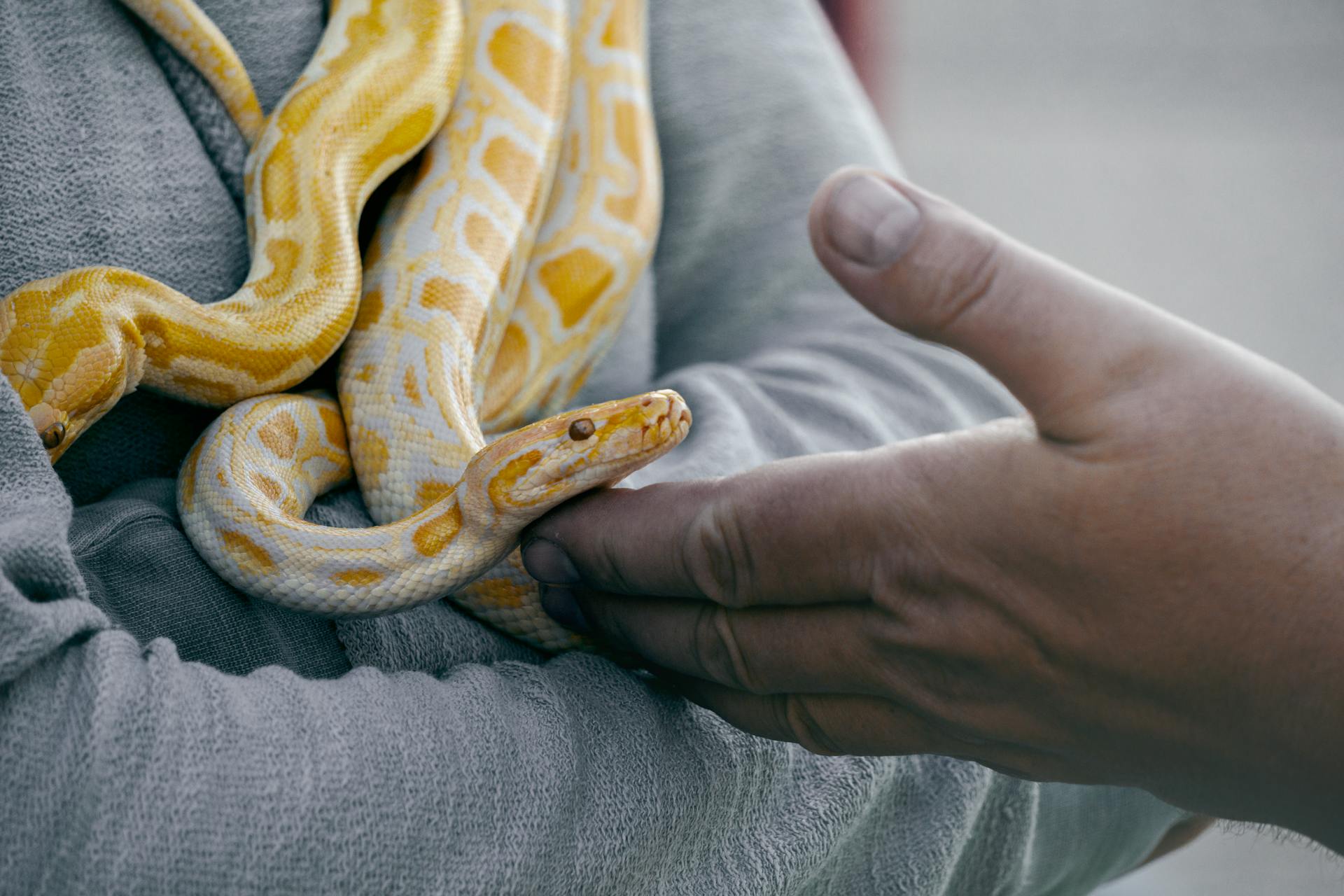 A person holding a snake | Source: Pexels