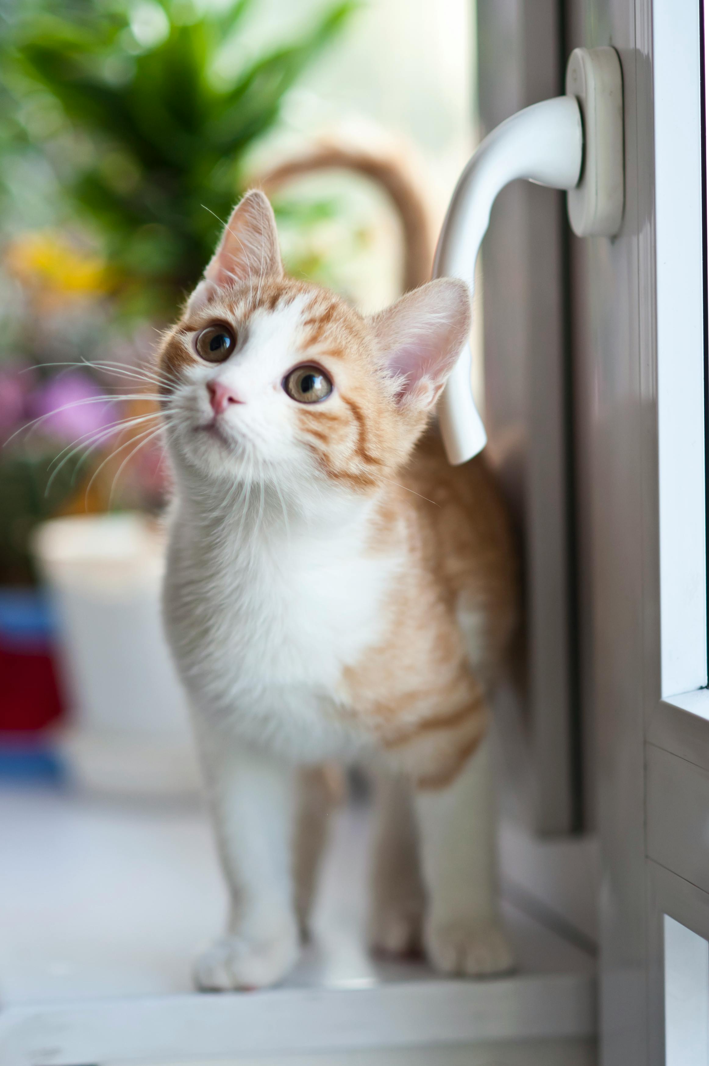A cat sitting on a counter | Source: Pexels