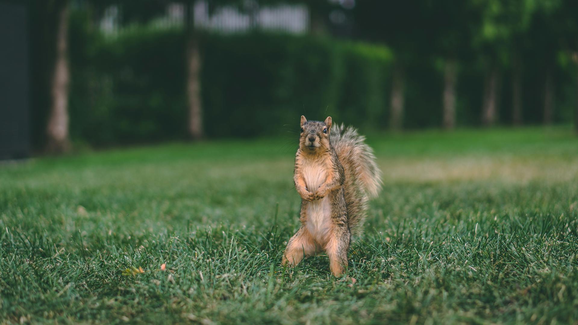 A squirrel on a lawn | Source: Pexels