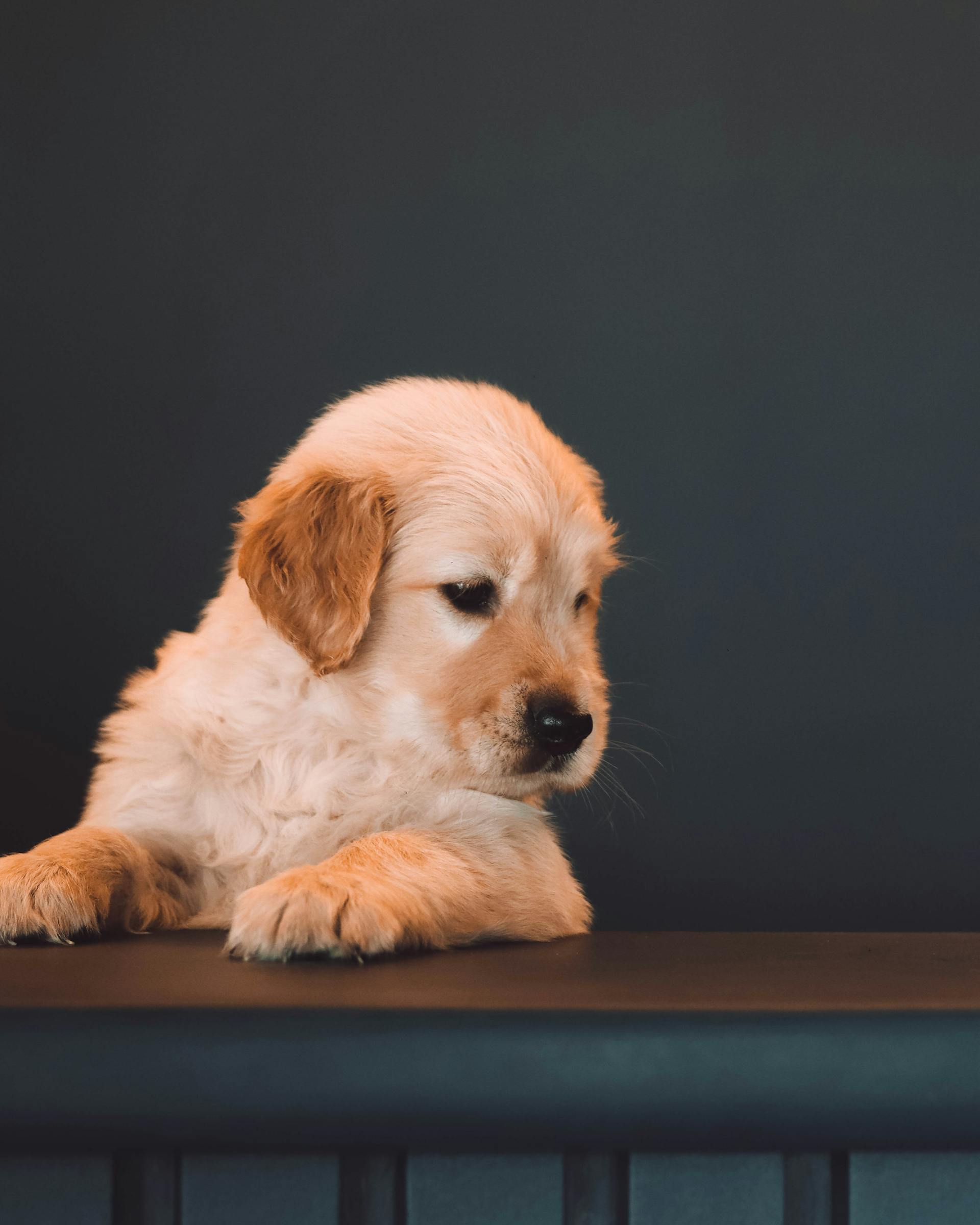 A cute golden retriever puppy looking afar | Source: Pexels