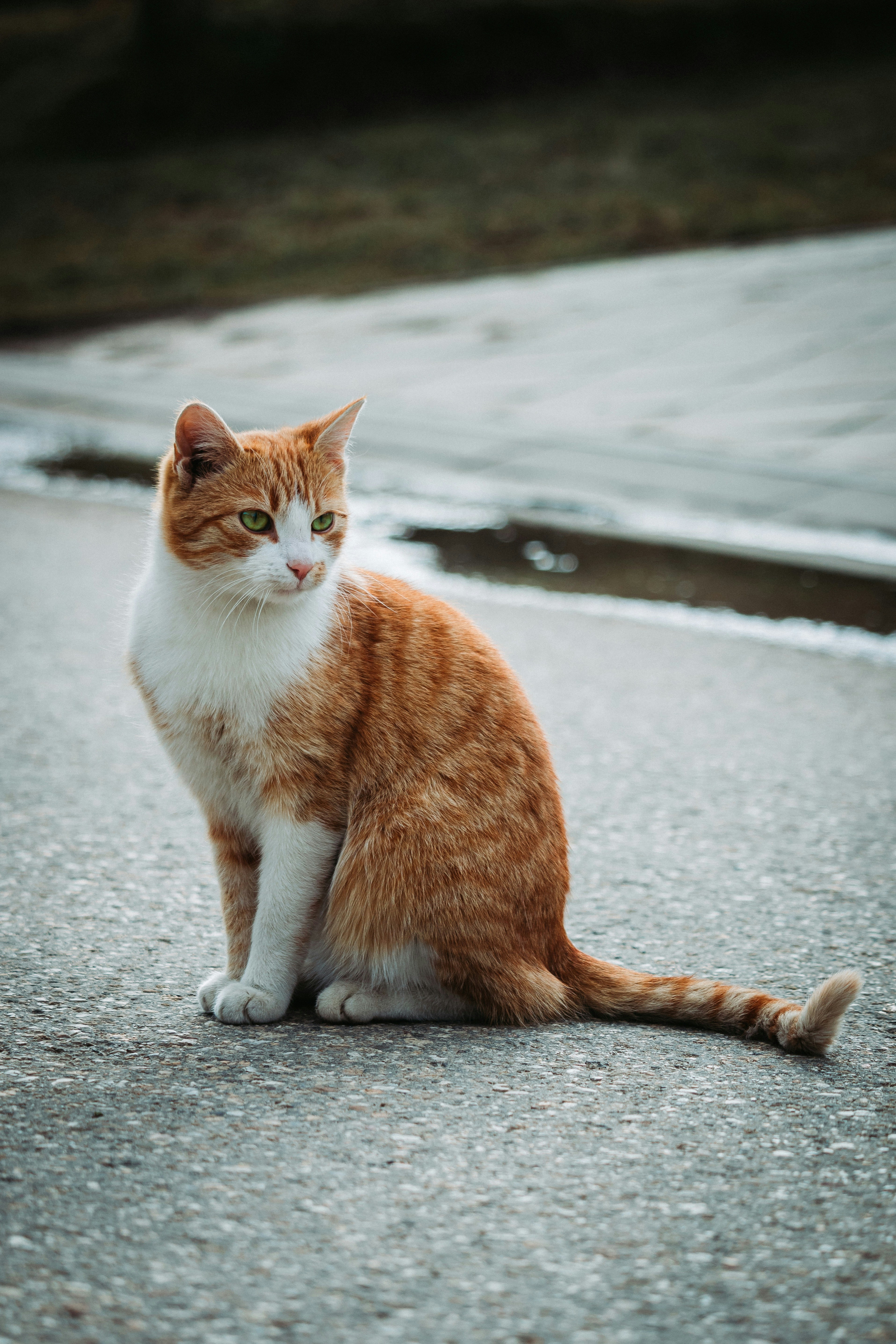 A beautiful cat | Source: Unsplash