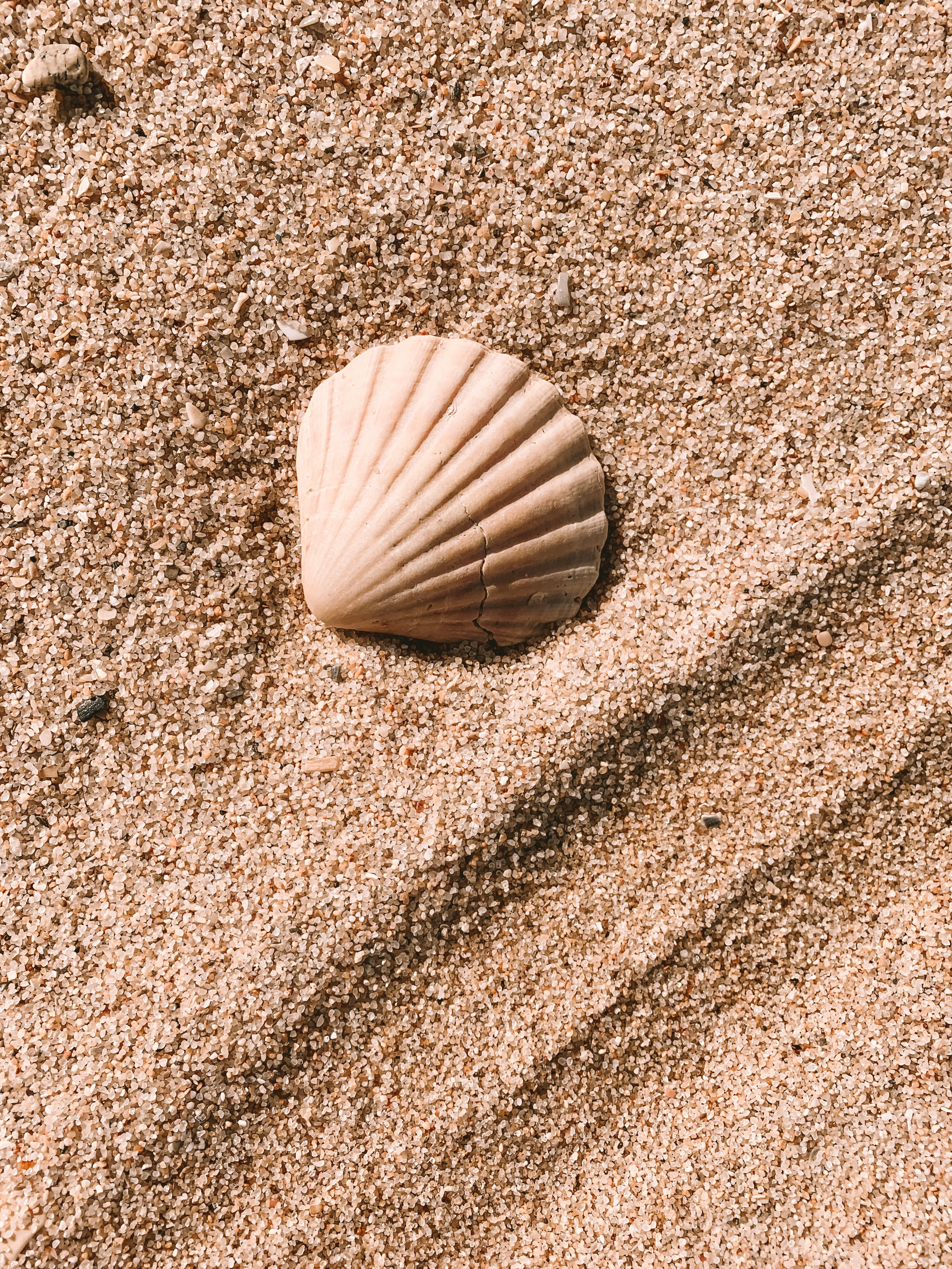 Uma concha na praia | Fonte: Unsplash