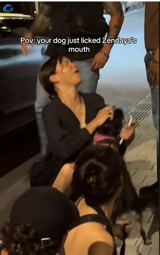 Zendaya's cute exchange with a dog from a video dated July 4, 2025. | Source: TikTok/salrighthere