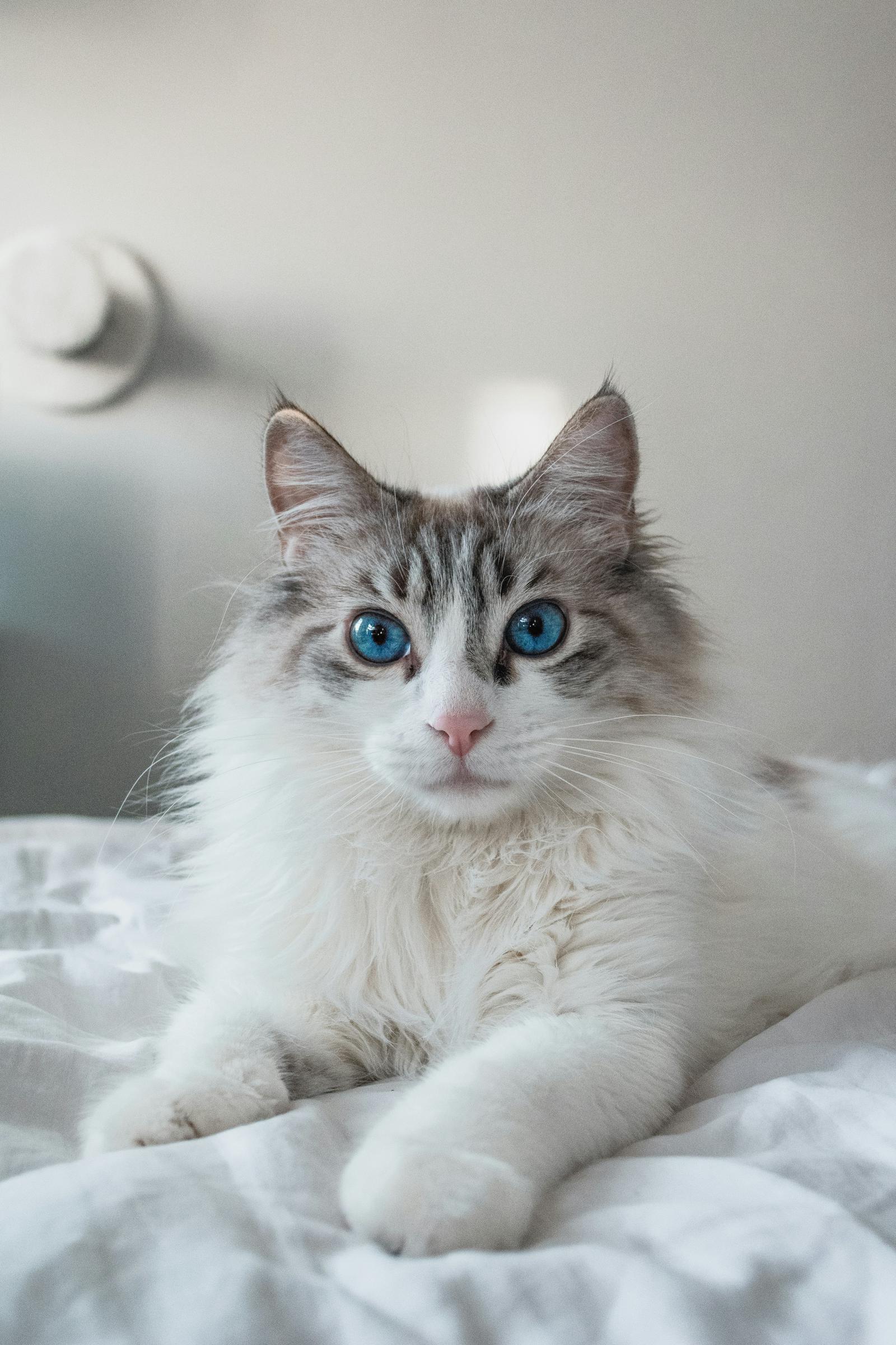 A cat relaxing on a bed | Source: Unsplash