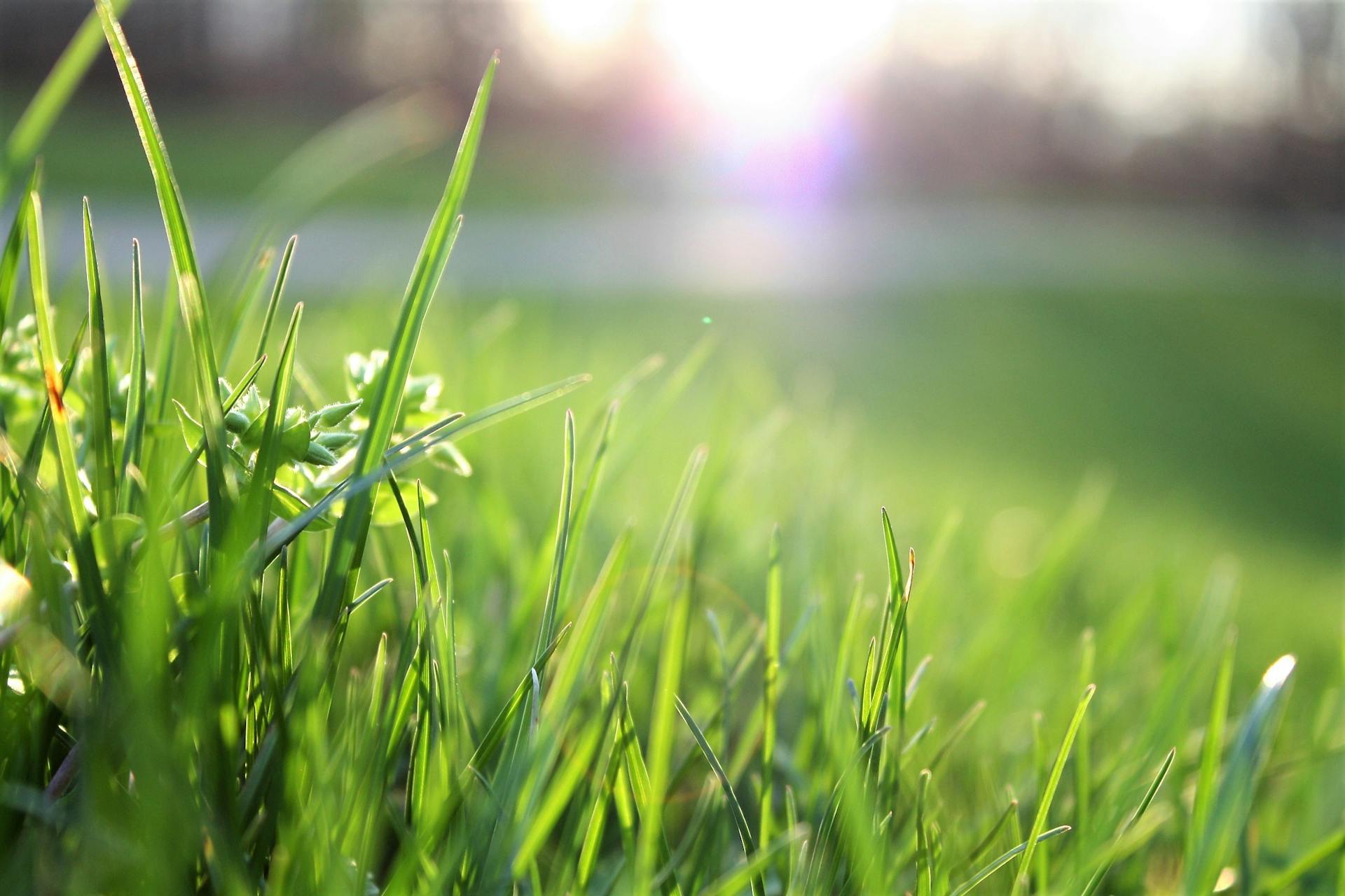 A close-up shot of grass | Source: Pexels