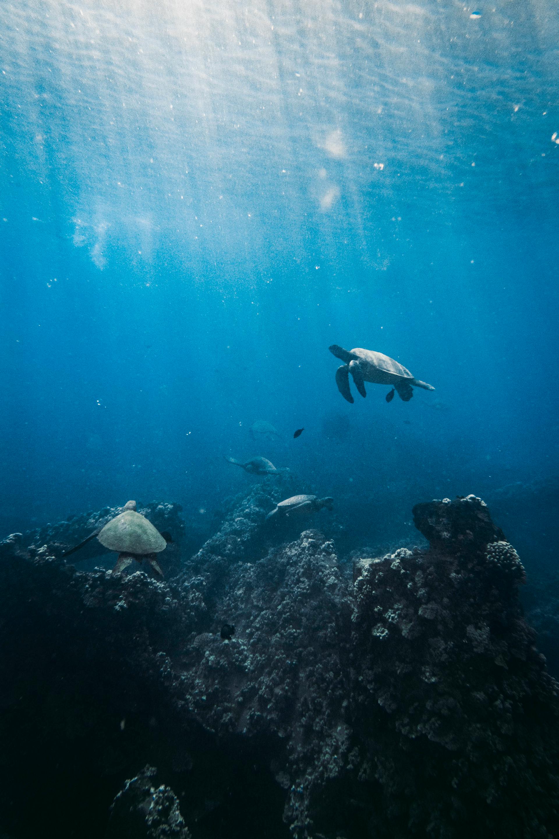 Sea turtles swimming underwater | Source: Pexels