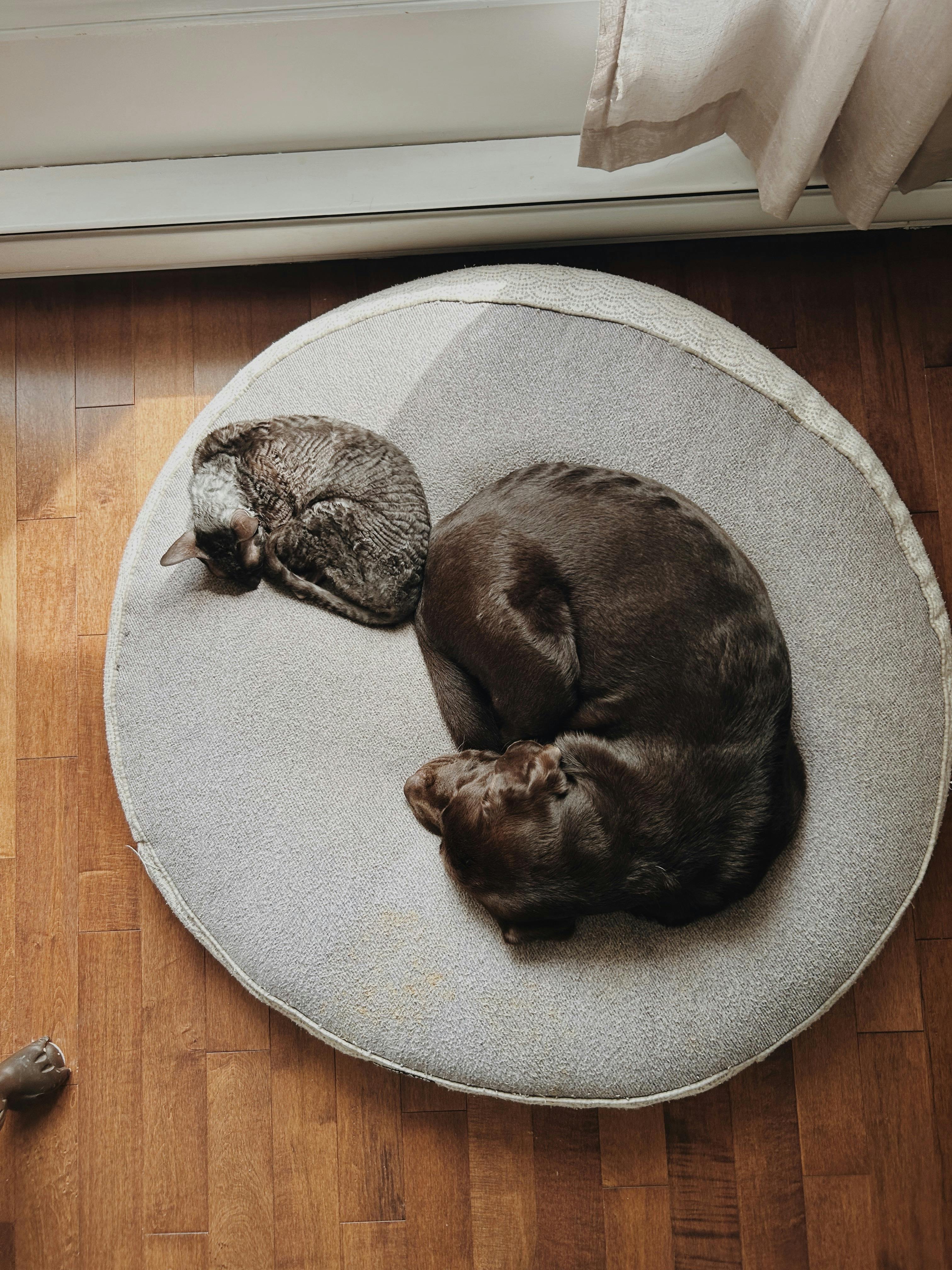 A cat and dog sleeping on a mat | Source: Pexels