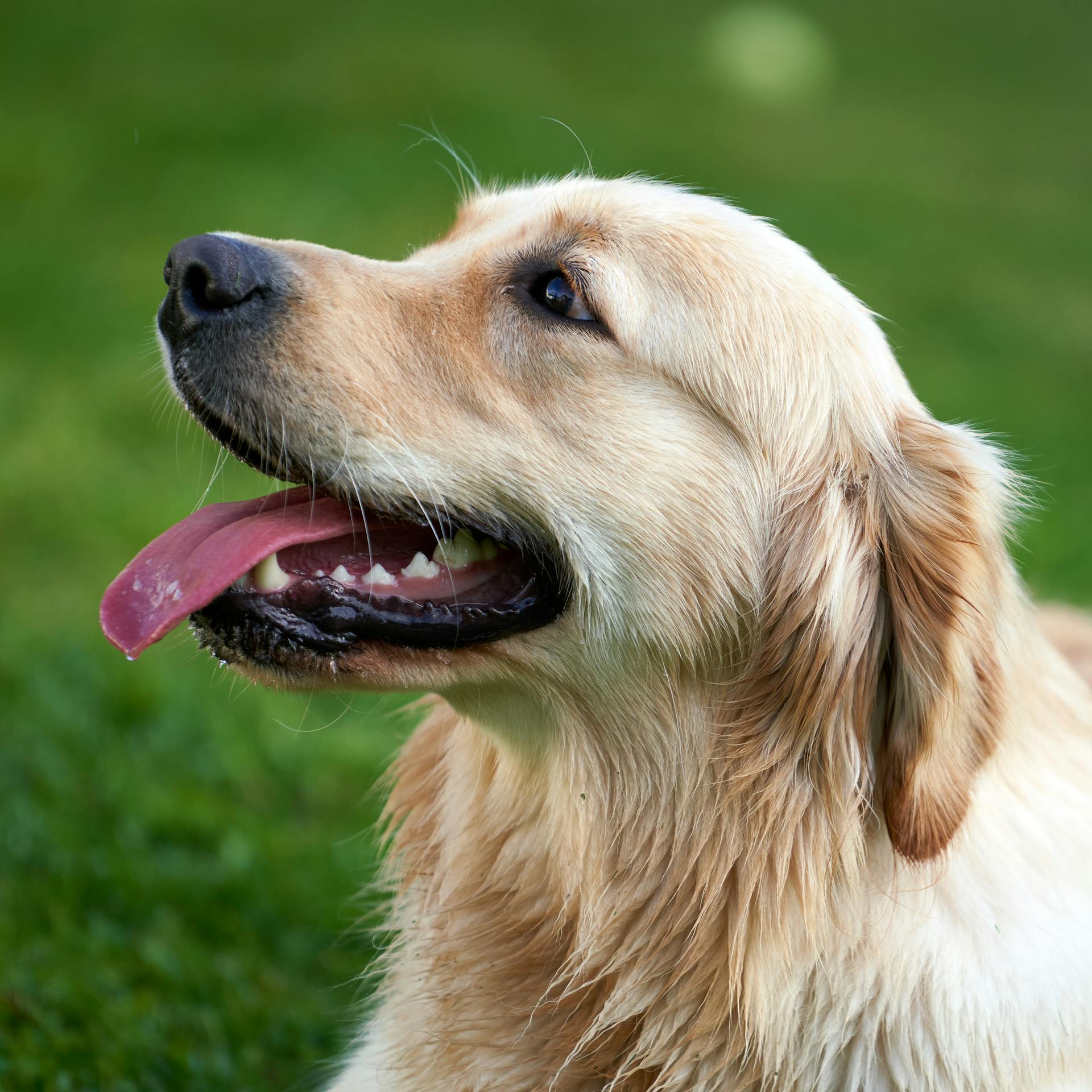 A close-up shot of a golden retriever | Source: Pexels