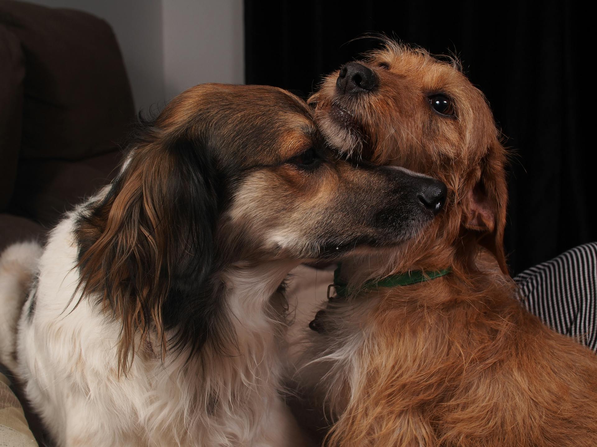 Two dogs sitting together | Source: Pexels