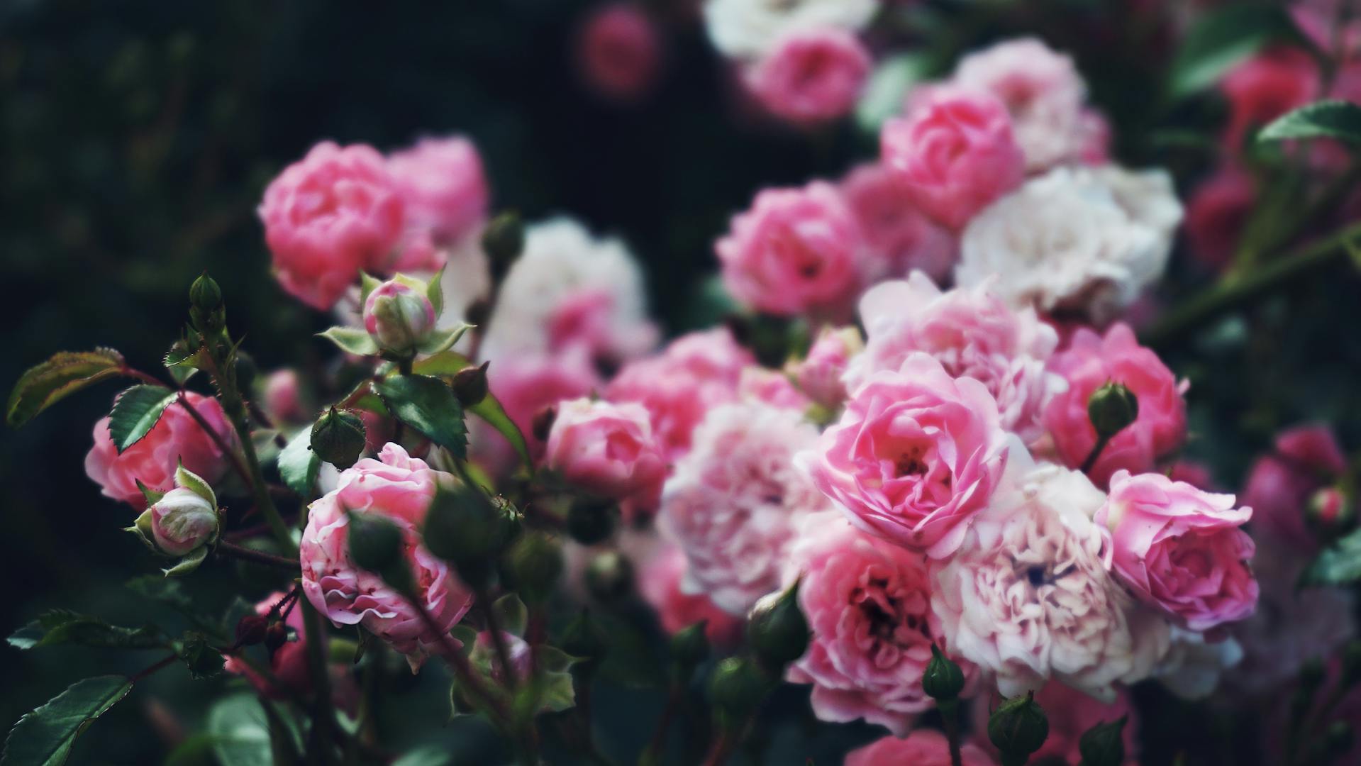 A close-up shot of roses in a garden | Source: Pexels