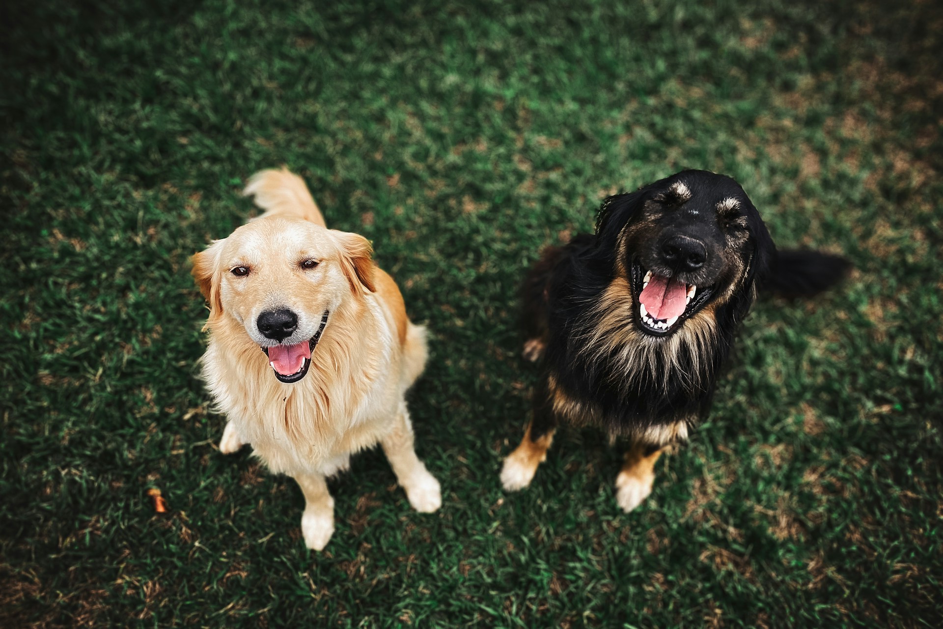 Two adorable dogs | Source: Unsplash