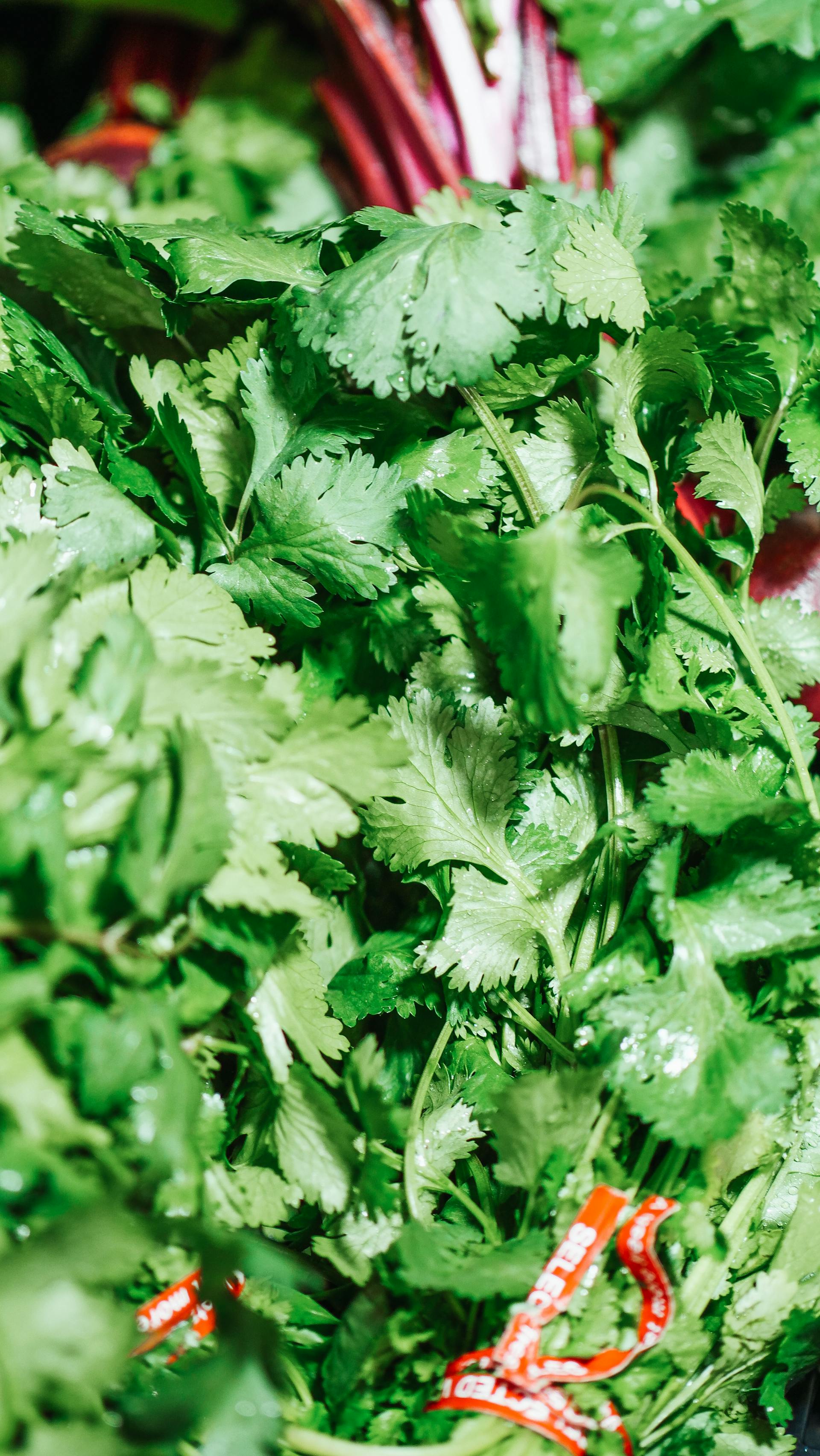 Bunches of fresh cilantro leaves | Source: Pexels