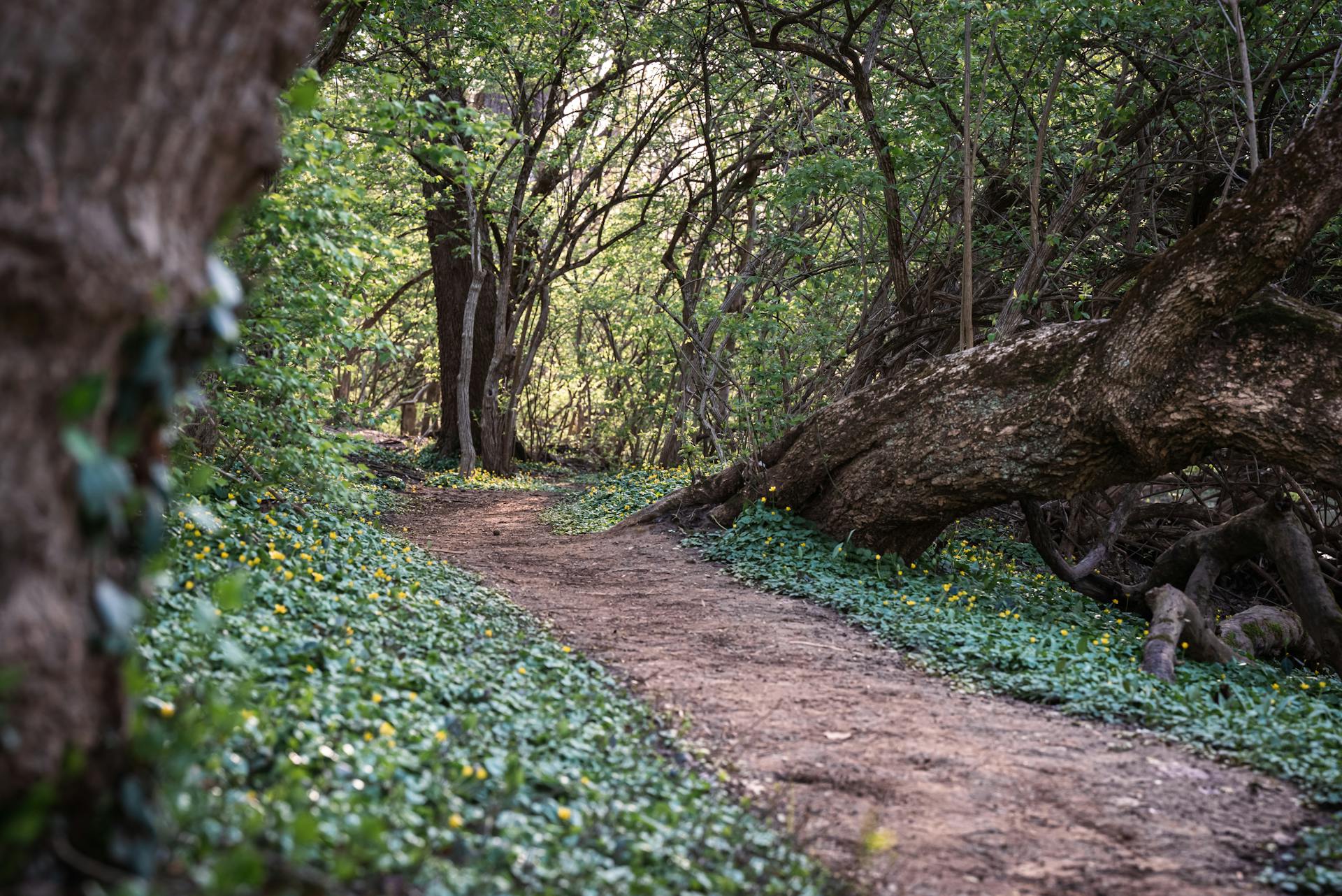A trail in the woods | Source: Pexels