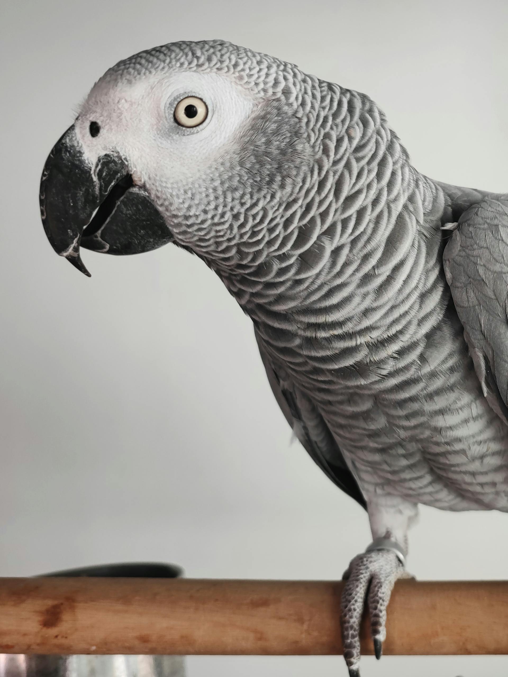 A parrot on a perch | Source: Pexels