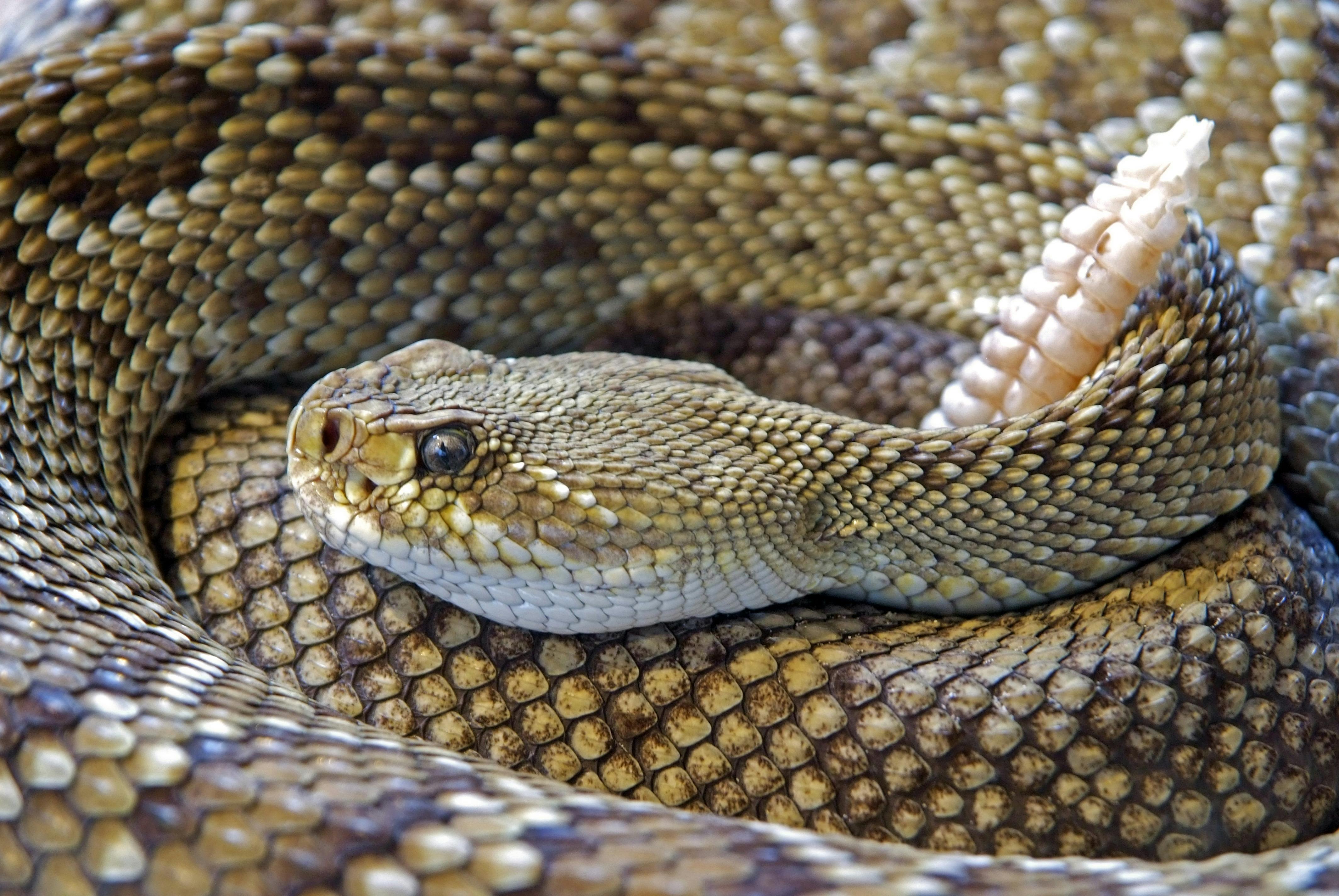 A coiled snake | Source: Pexels