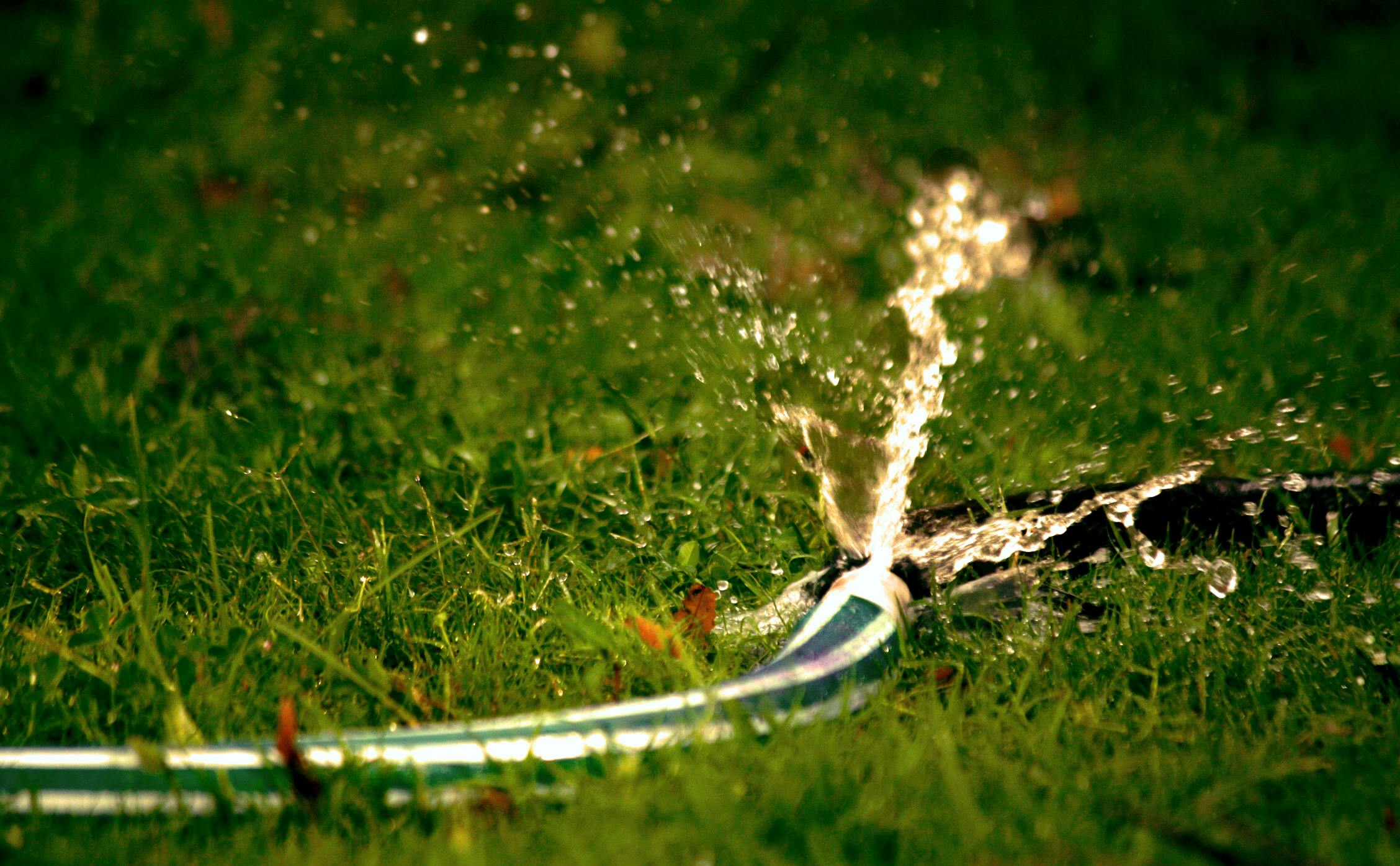 A burst hosepipe in the grass | Source: Pexels