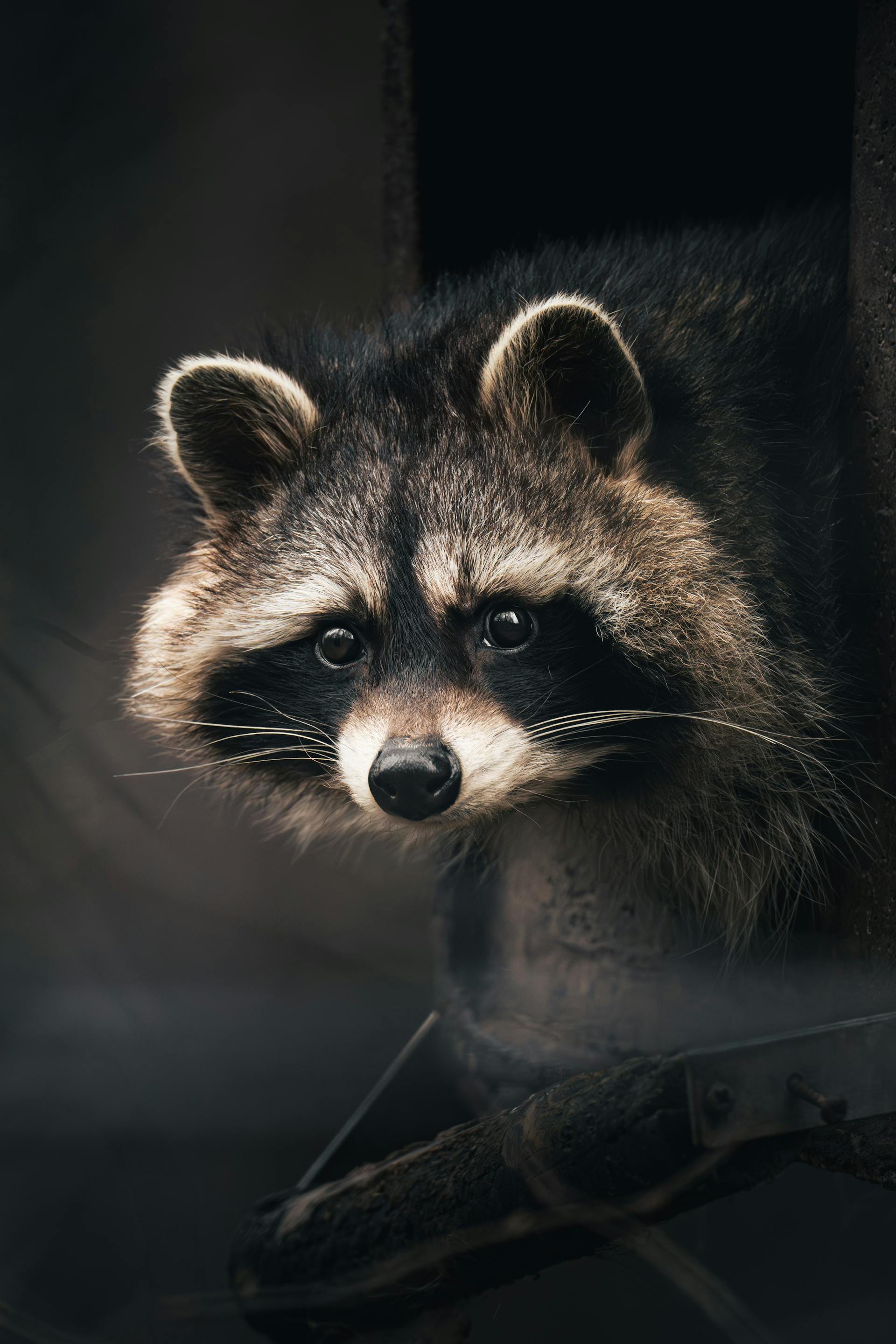 A close-up shot of a raccoon | Source: Pexels