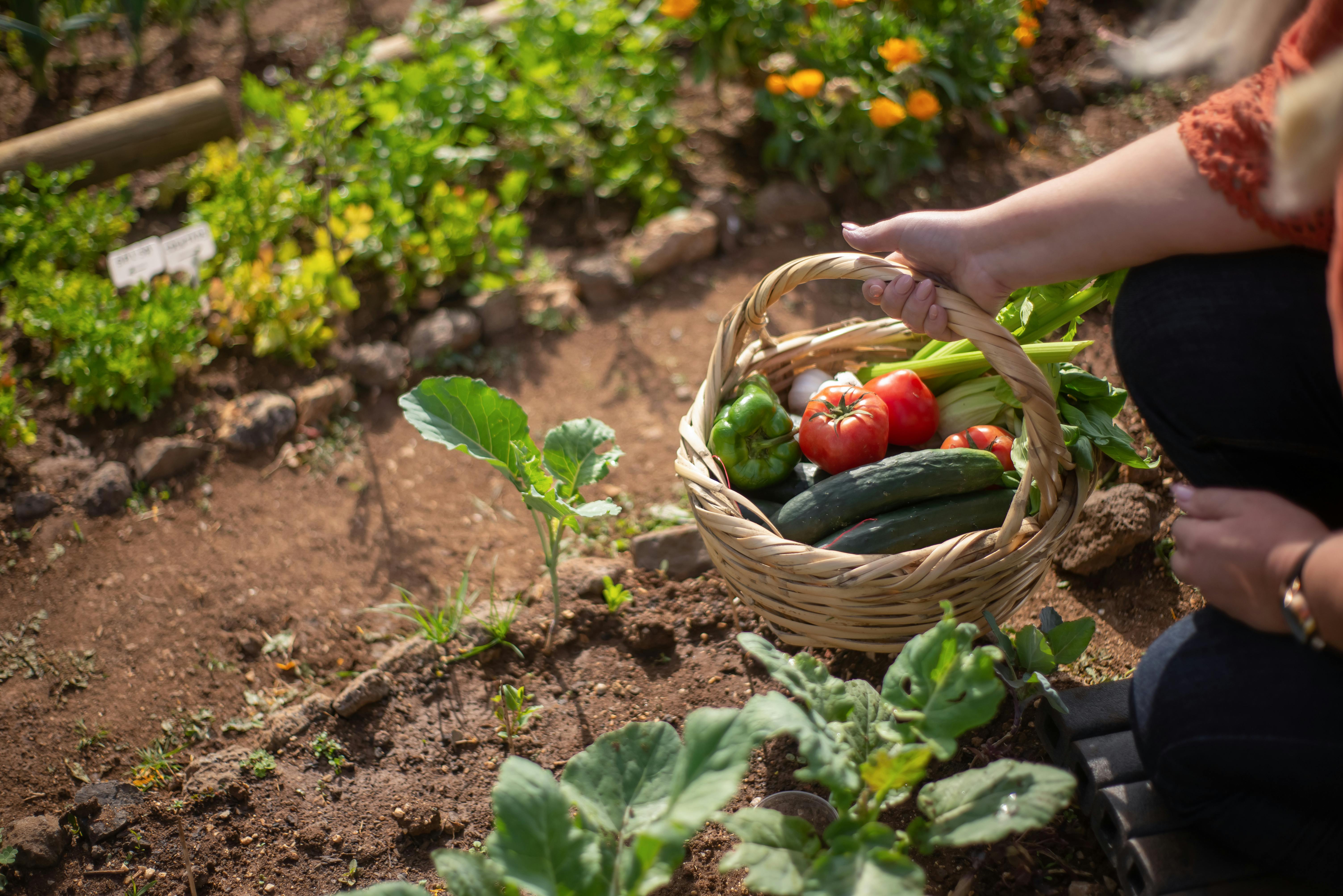 A woman holding a basket in a veggie garden | Source: Pexels
