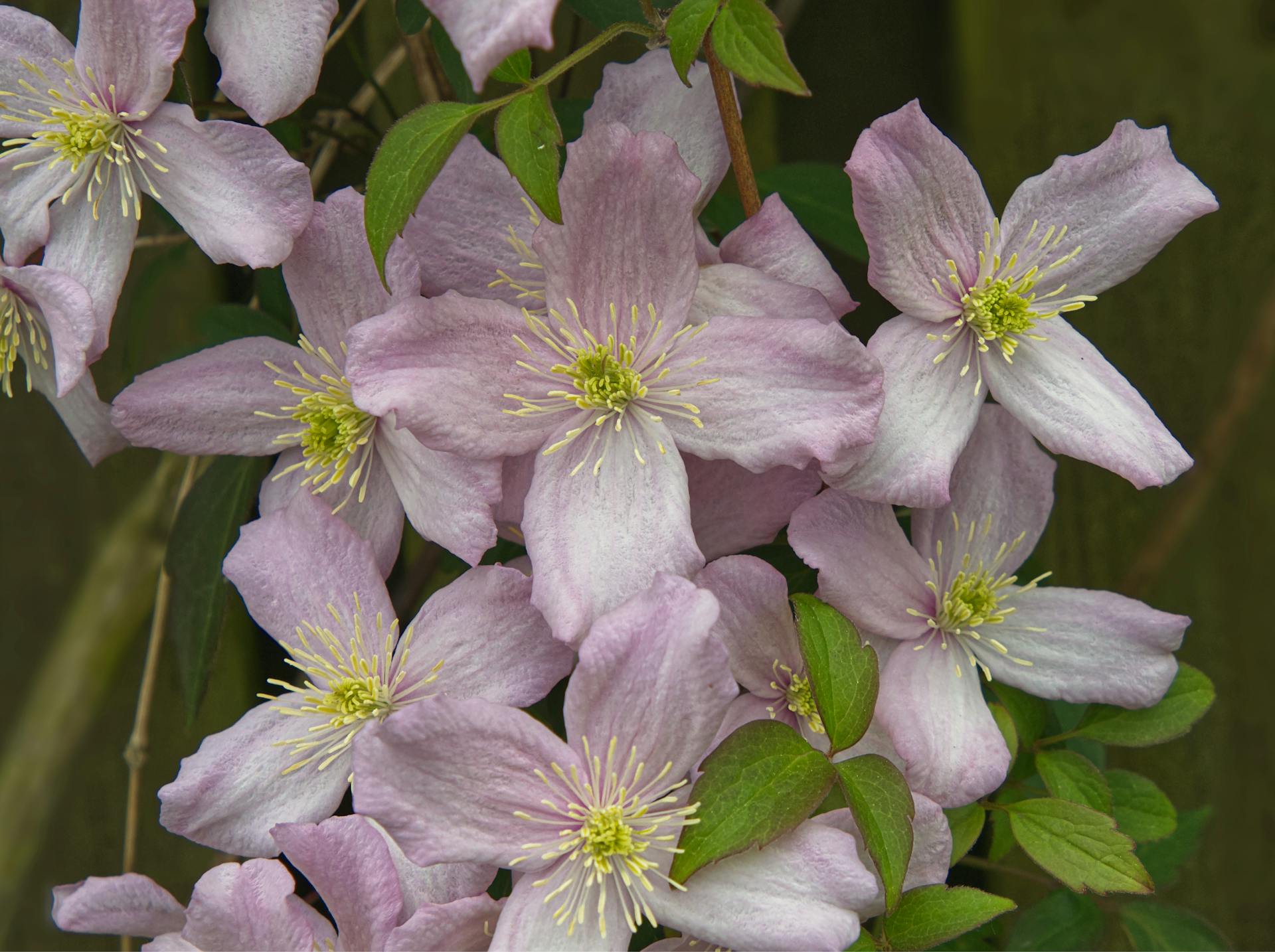Clematis flowers | Source: Pexels