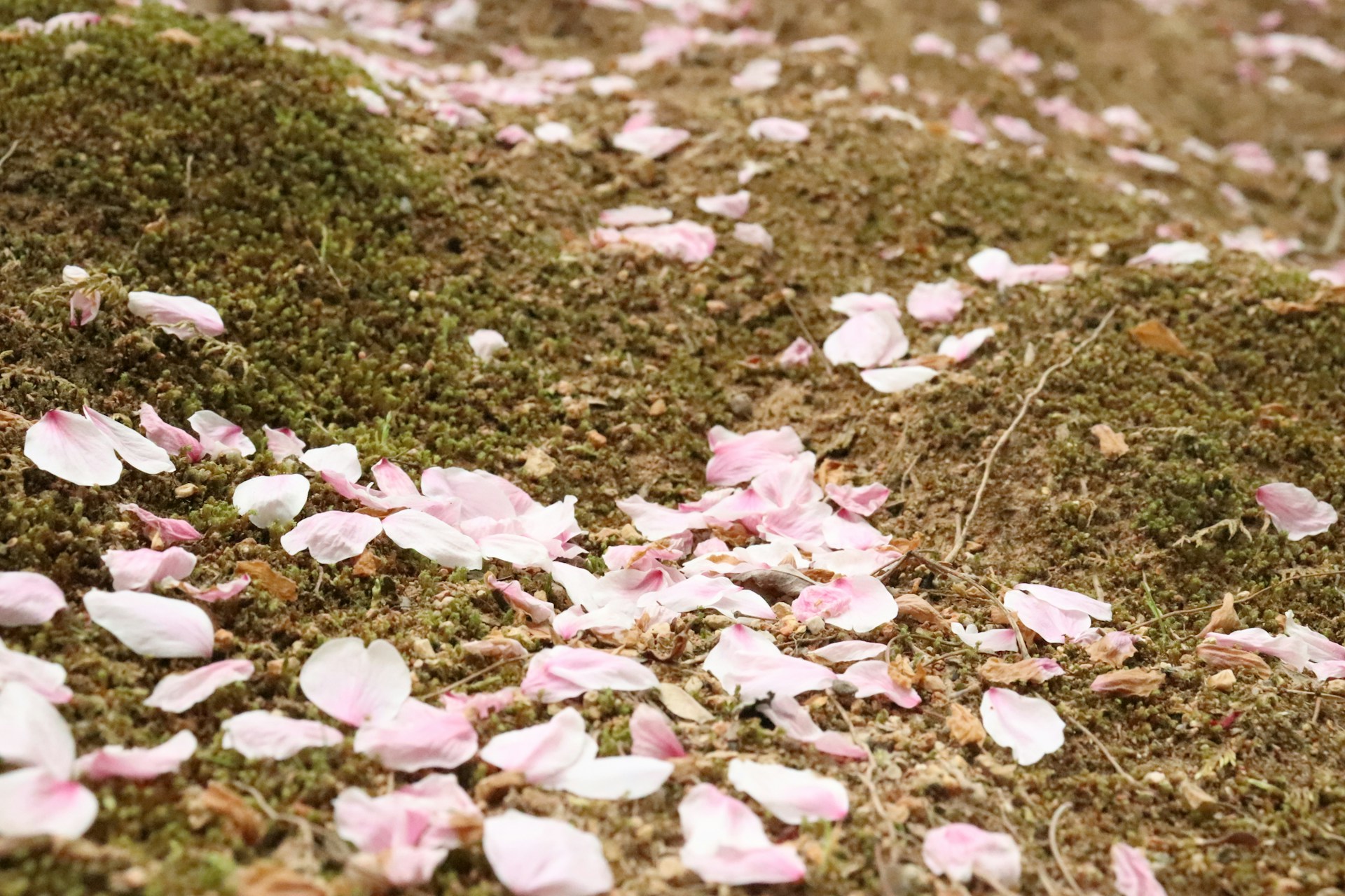 Scattered flower petals | Source: Unsplash