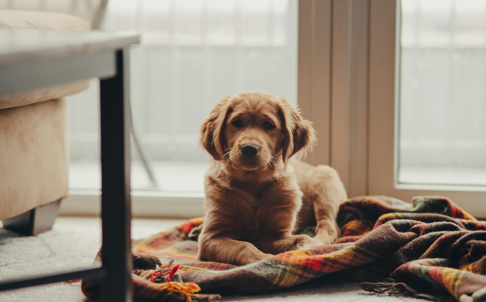 A golden retriever sitting on a blanket | Source: Pexels