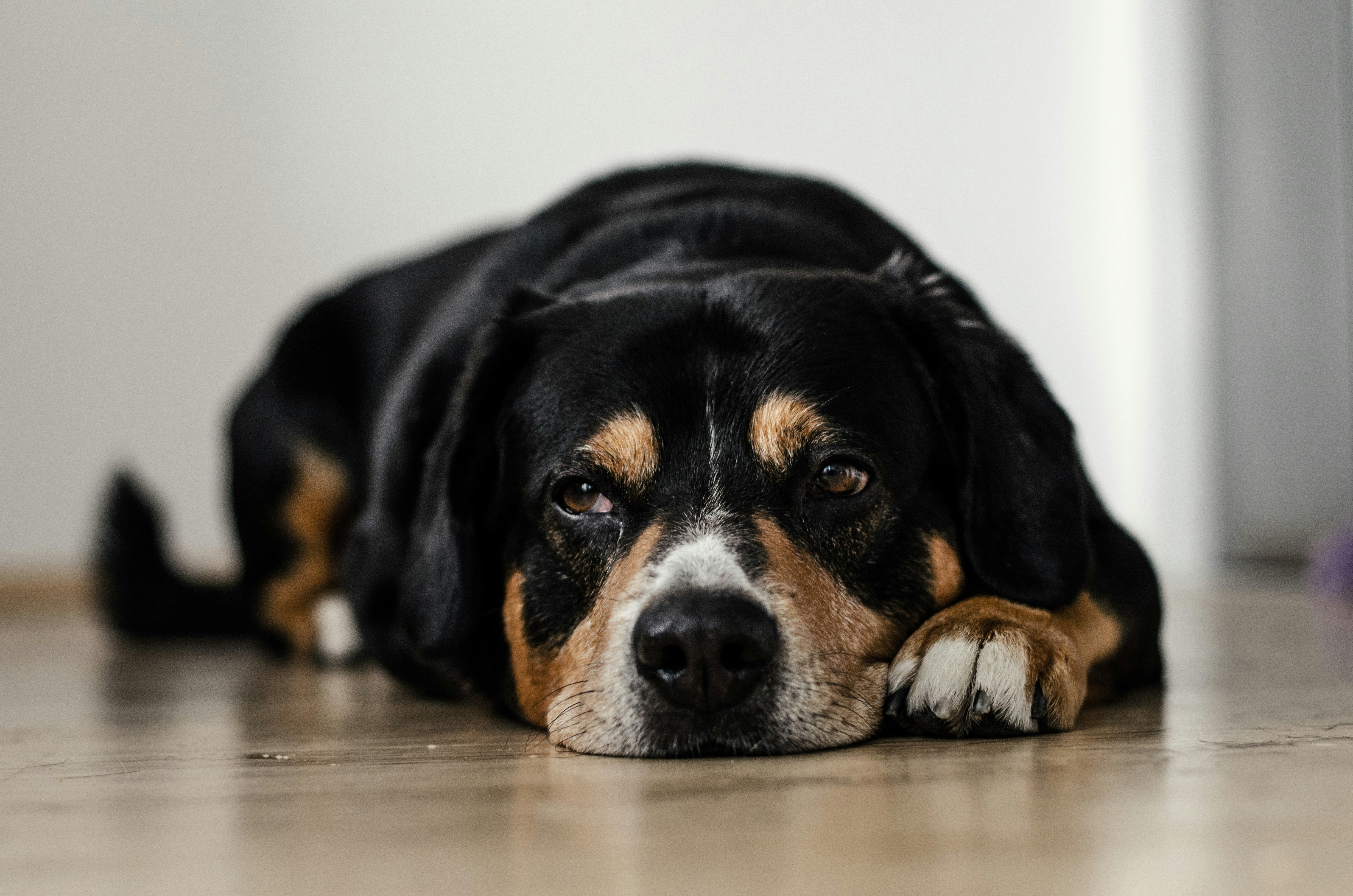 A dog laying on the floor | Source: Unsplash