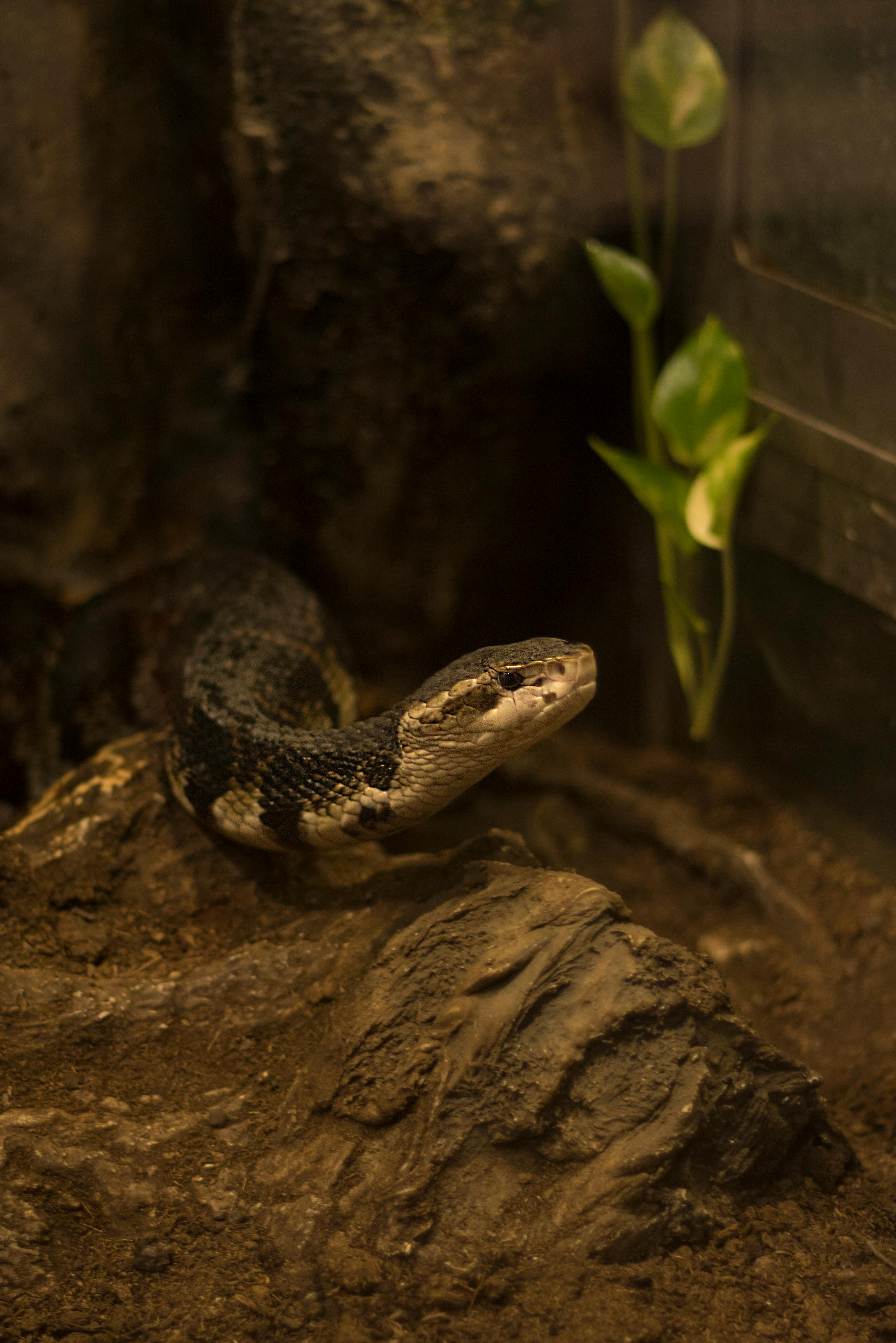 A snake in an enclosure | Source: Pexels