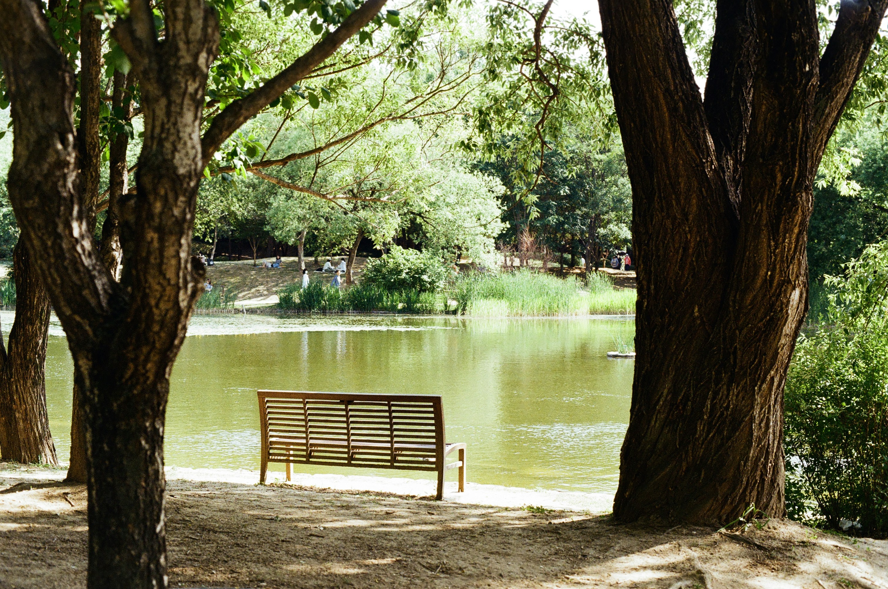 Um banco em um parque | Fonte: Unsplash
