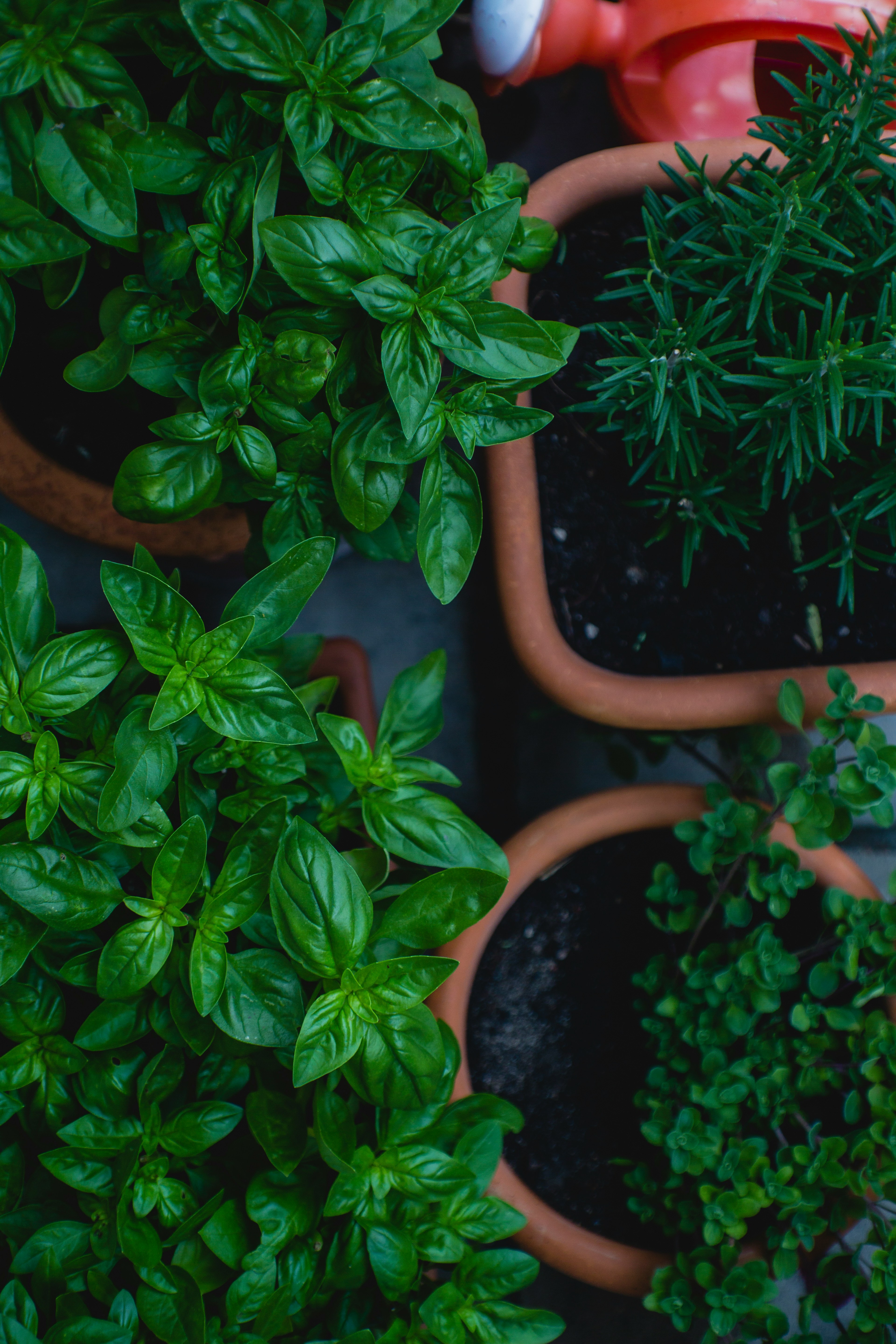 A close up of fresh herbs | Source: Unsplash