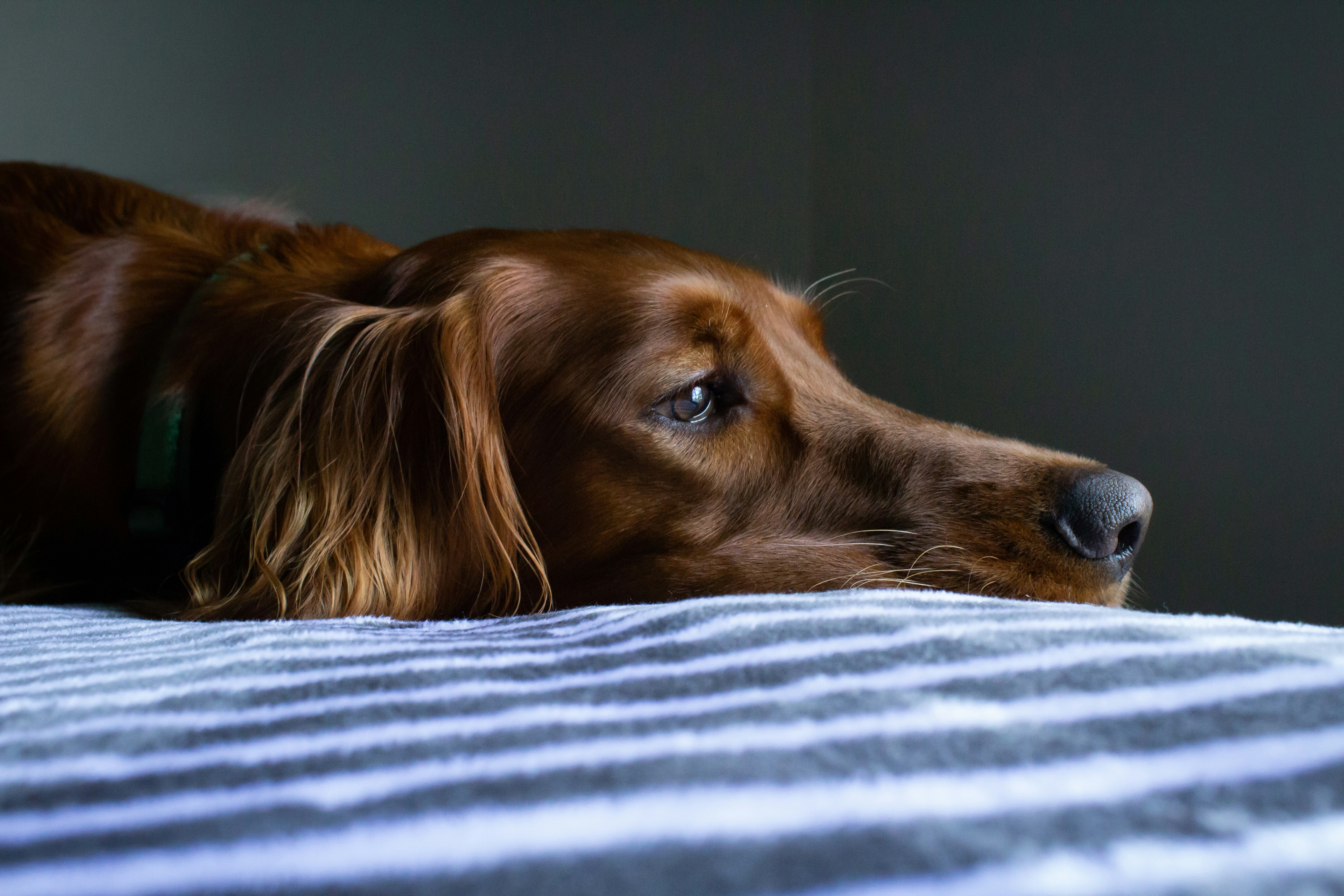 A dog laying on a bed | Source: Unsplash