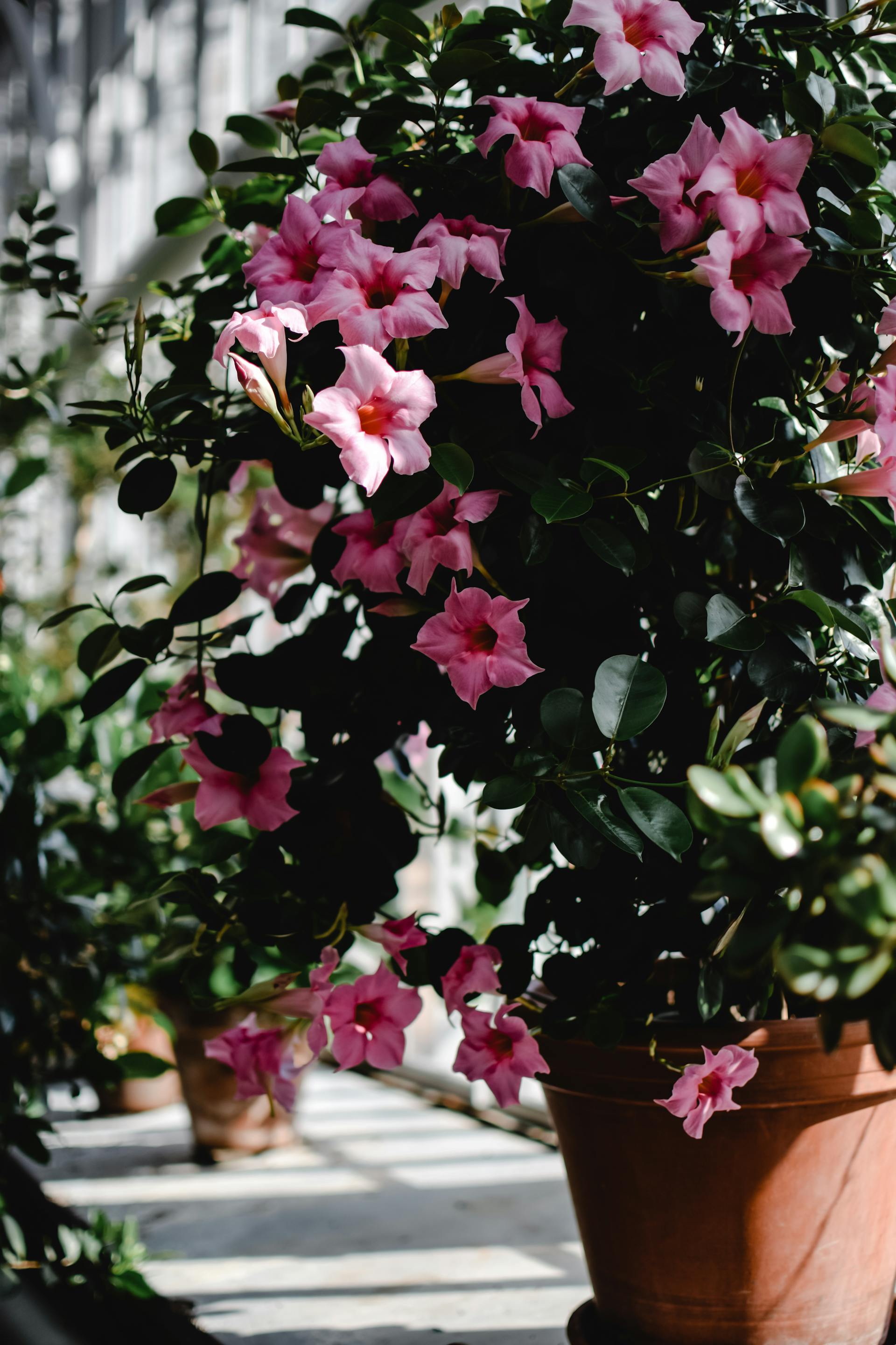 Flowers in a pot | Source: Pexels