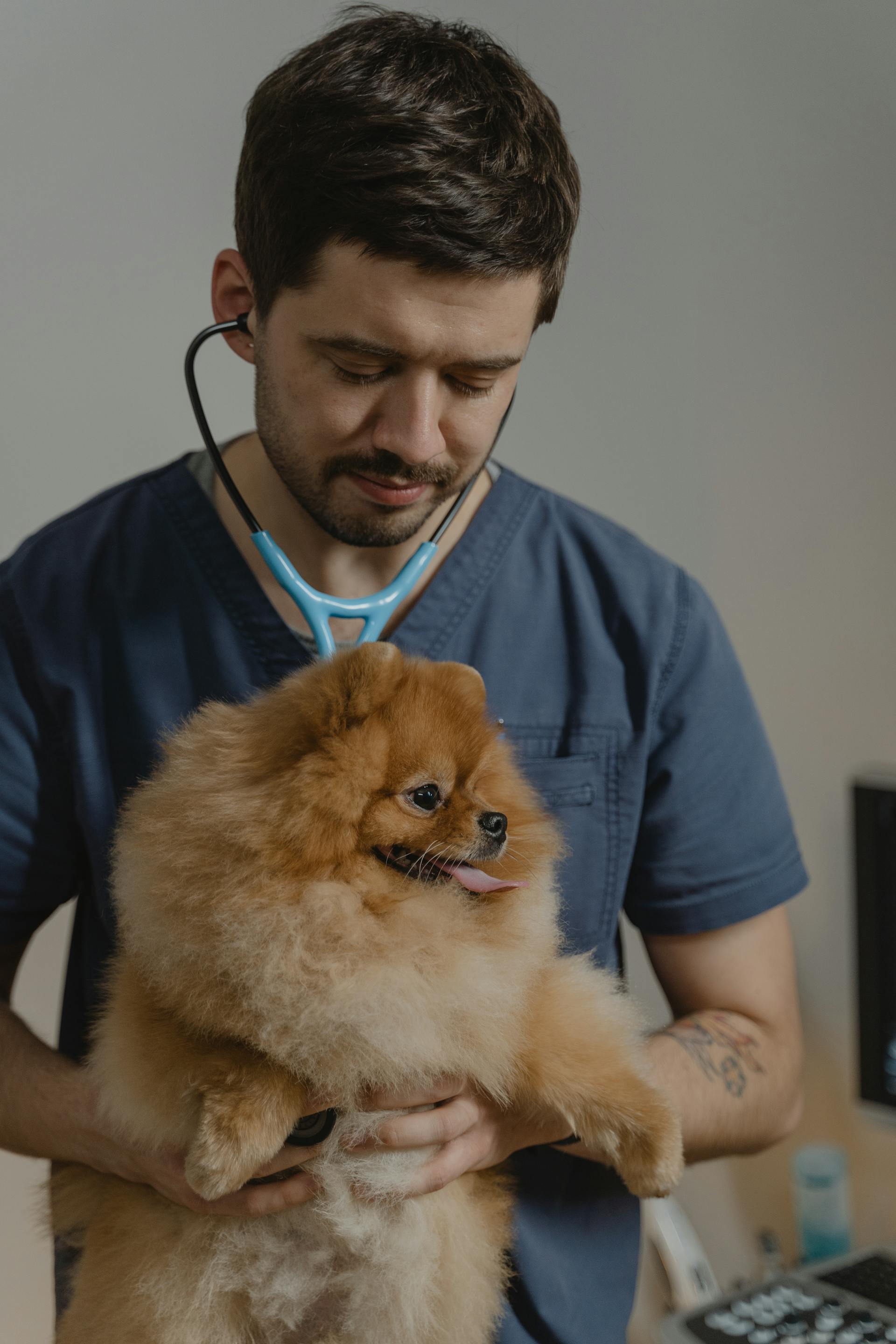 A veterinarian holding a dog | Source: Pexels