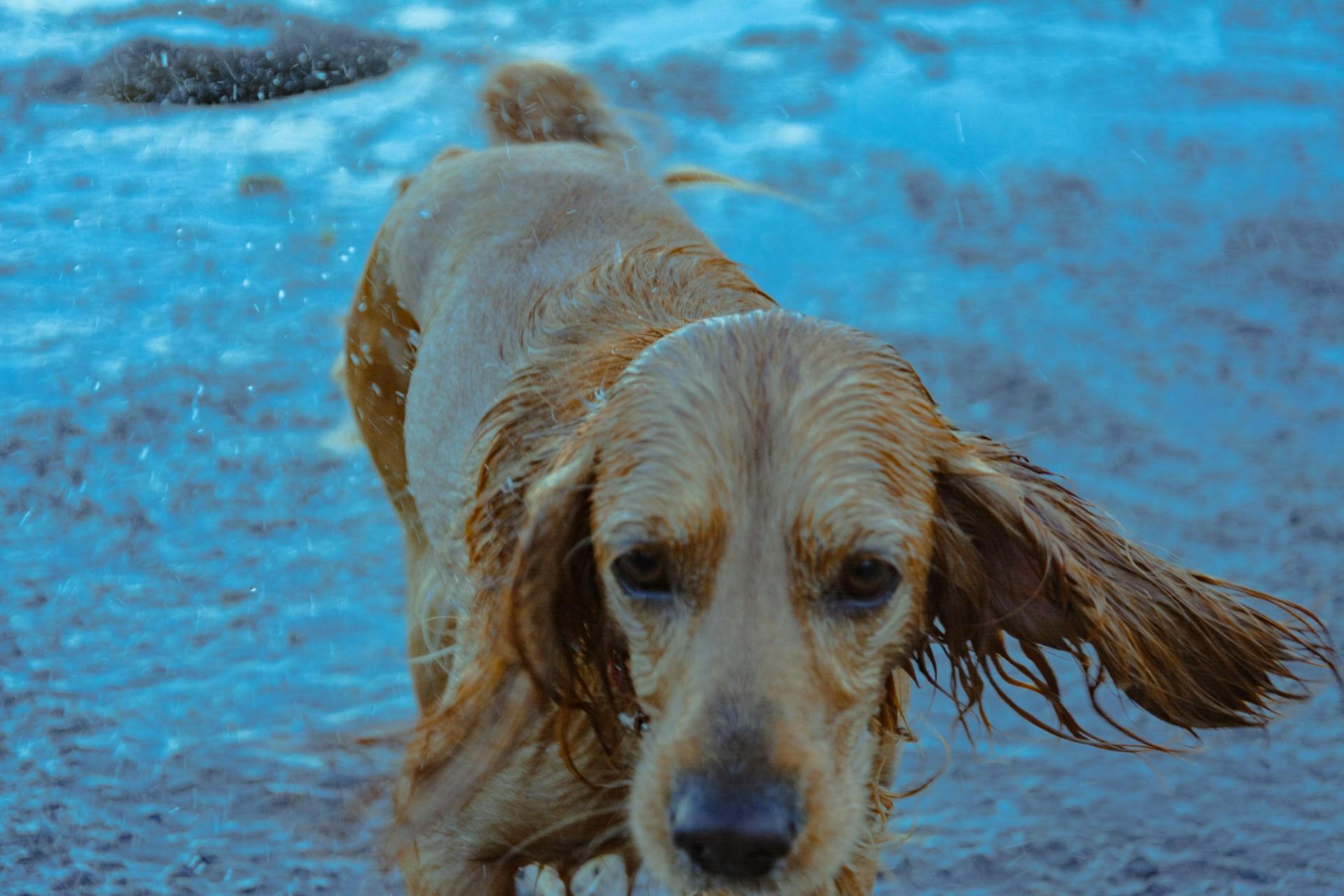 A close-up shot of a wet dog | Source: Pexels
