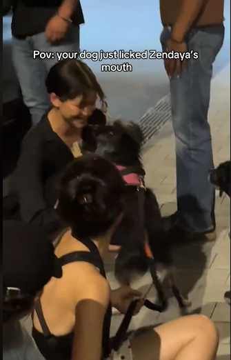 Zendaya's cute exchange with a dog from a video dated July 4, 2025. | Source: TikTok/salrighthere