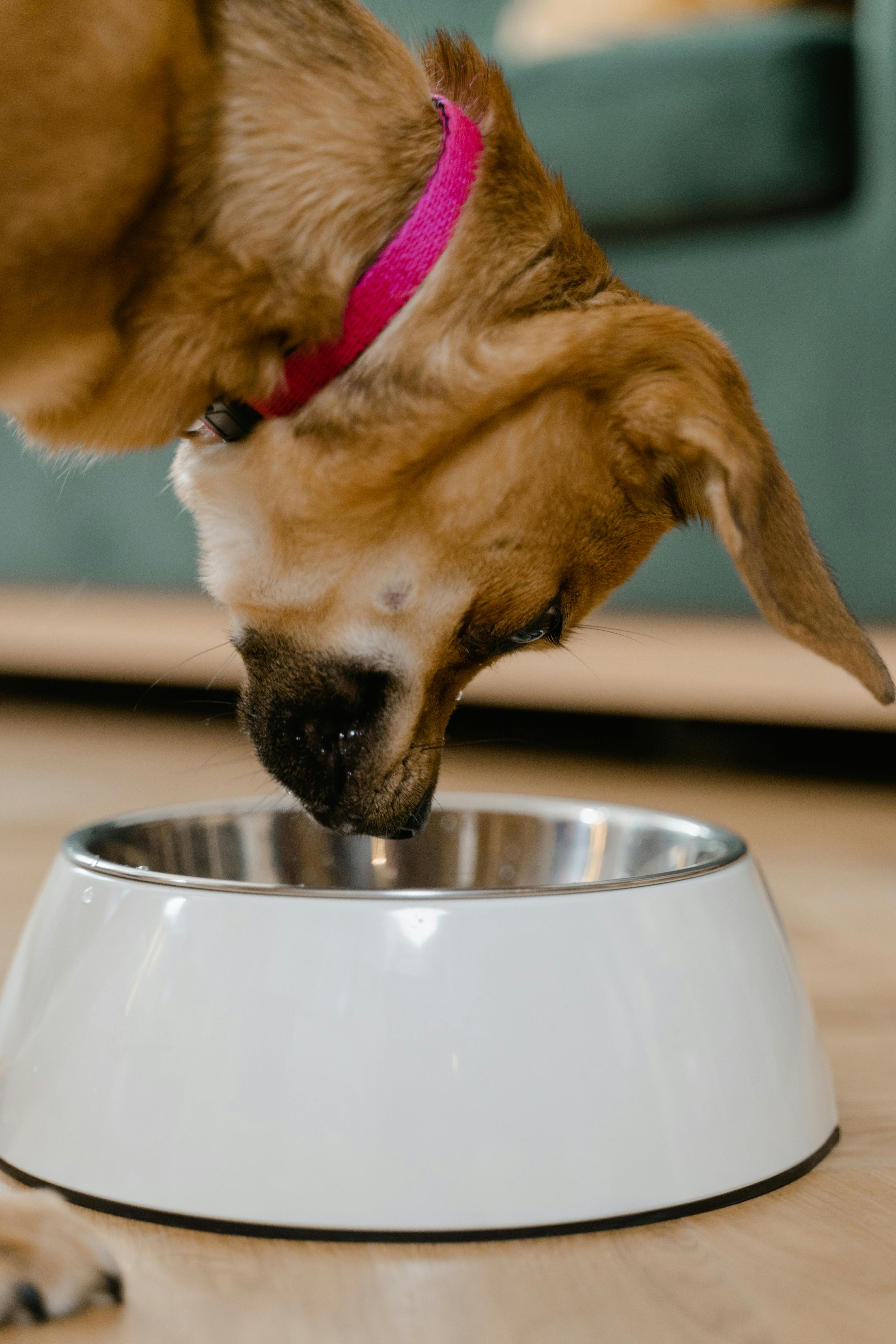 A close up of a dog eating from a bowl | Source: Pexels