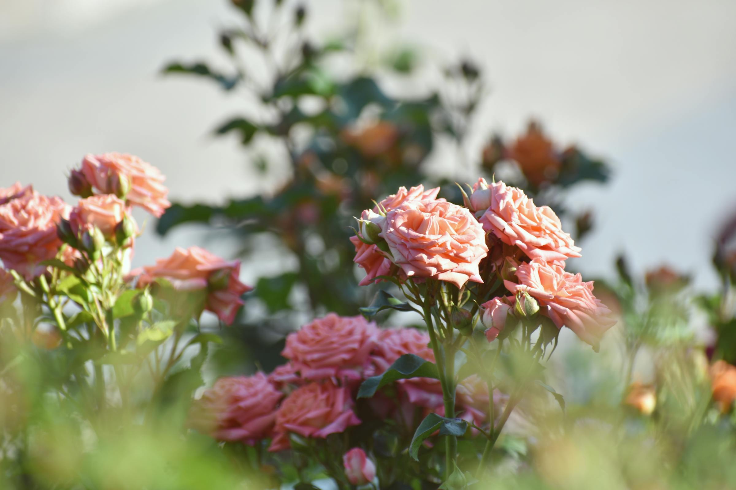 Roses in a garden | Source: Pexels