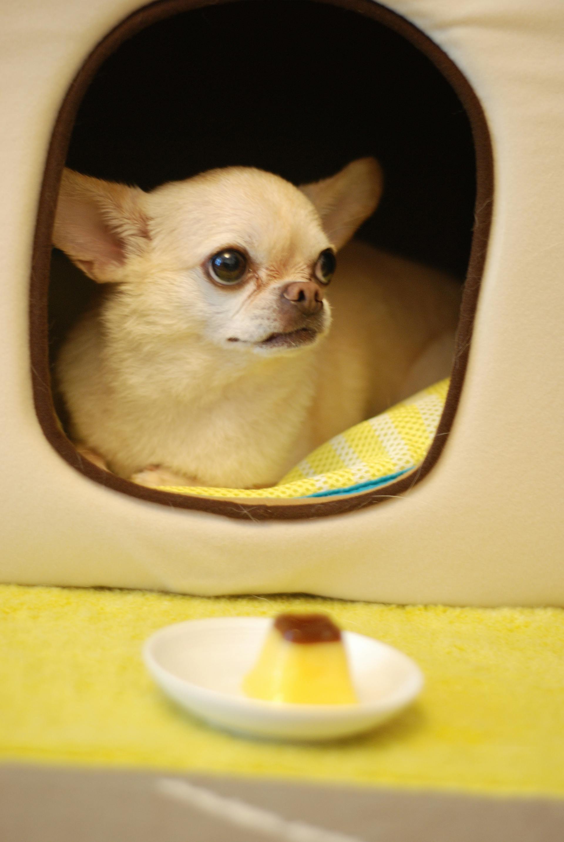A white chihuahua | Source: Pexels