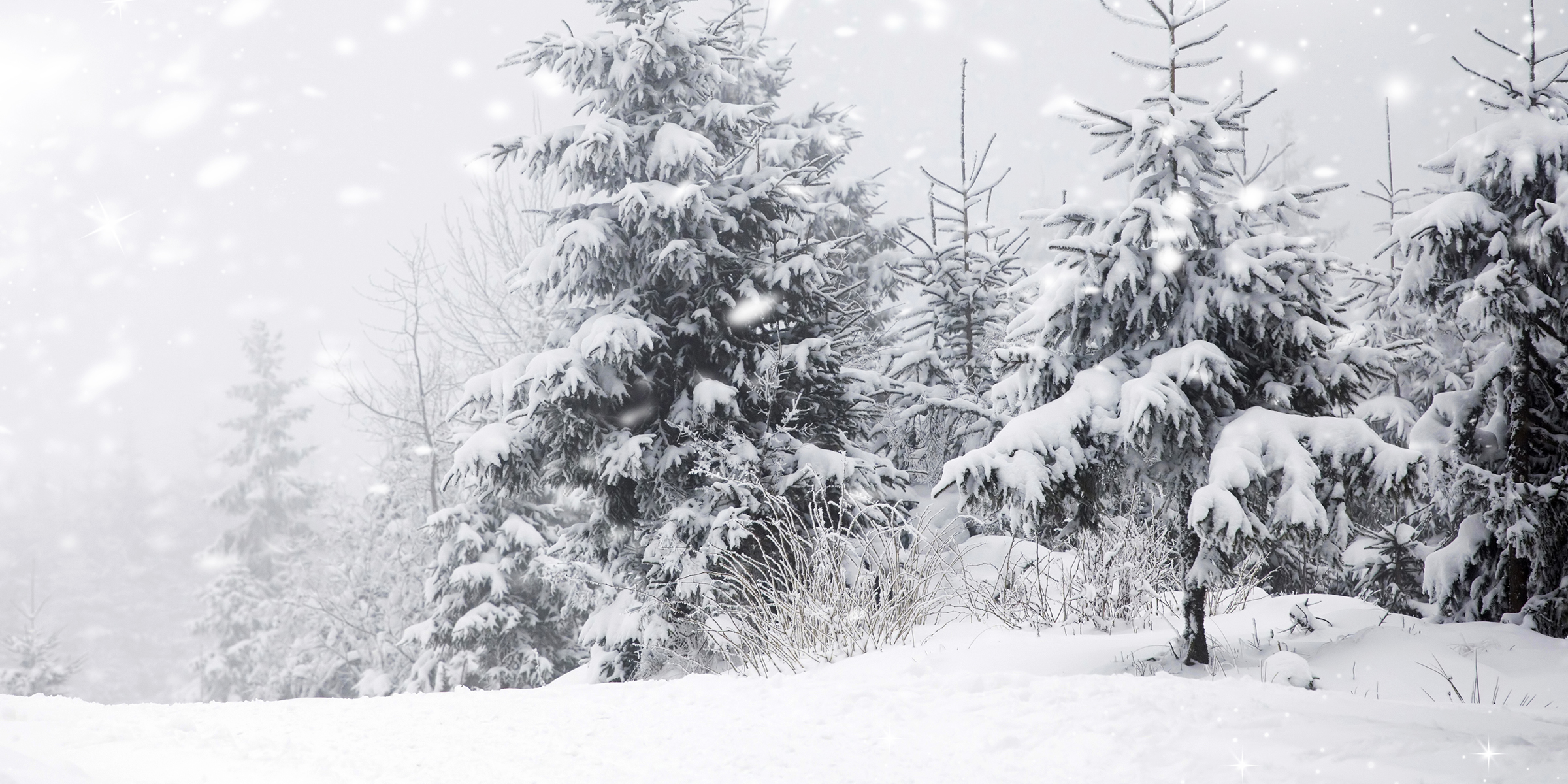 Land and trees covered in snow | Source: Shutterstock