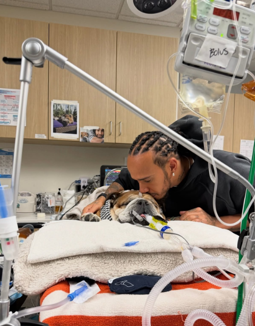 Lewis Hamilton's dog, Roscoe, hooked up to machines in a post from September 26, 2025 | Source: Instagram/lewishamilton