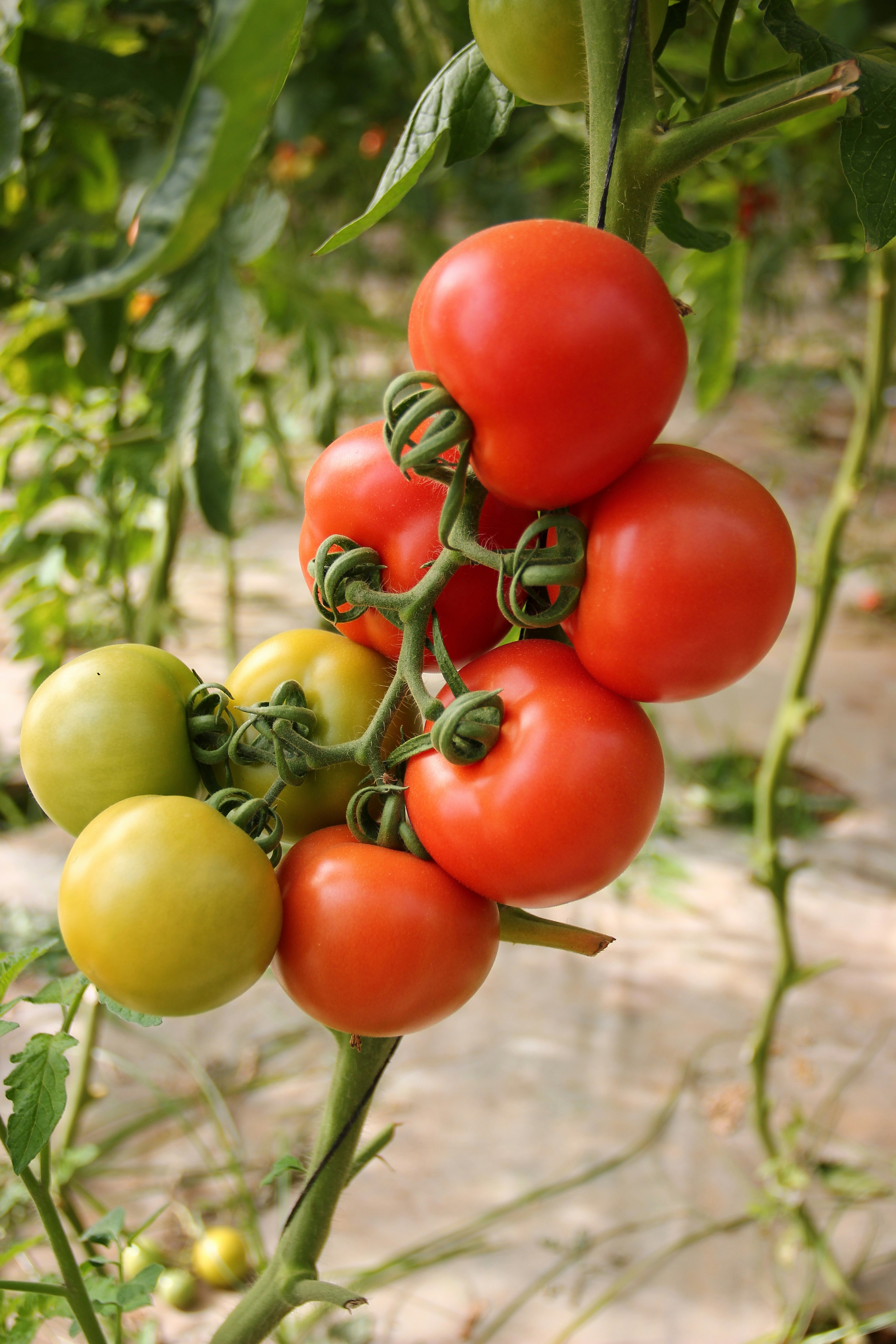 A fresh tomato plant | Source: Unsplash