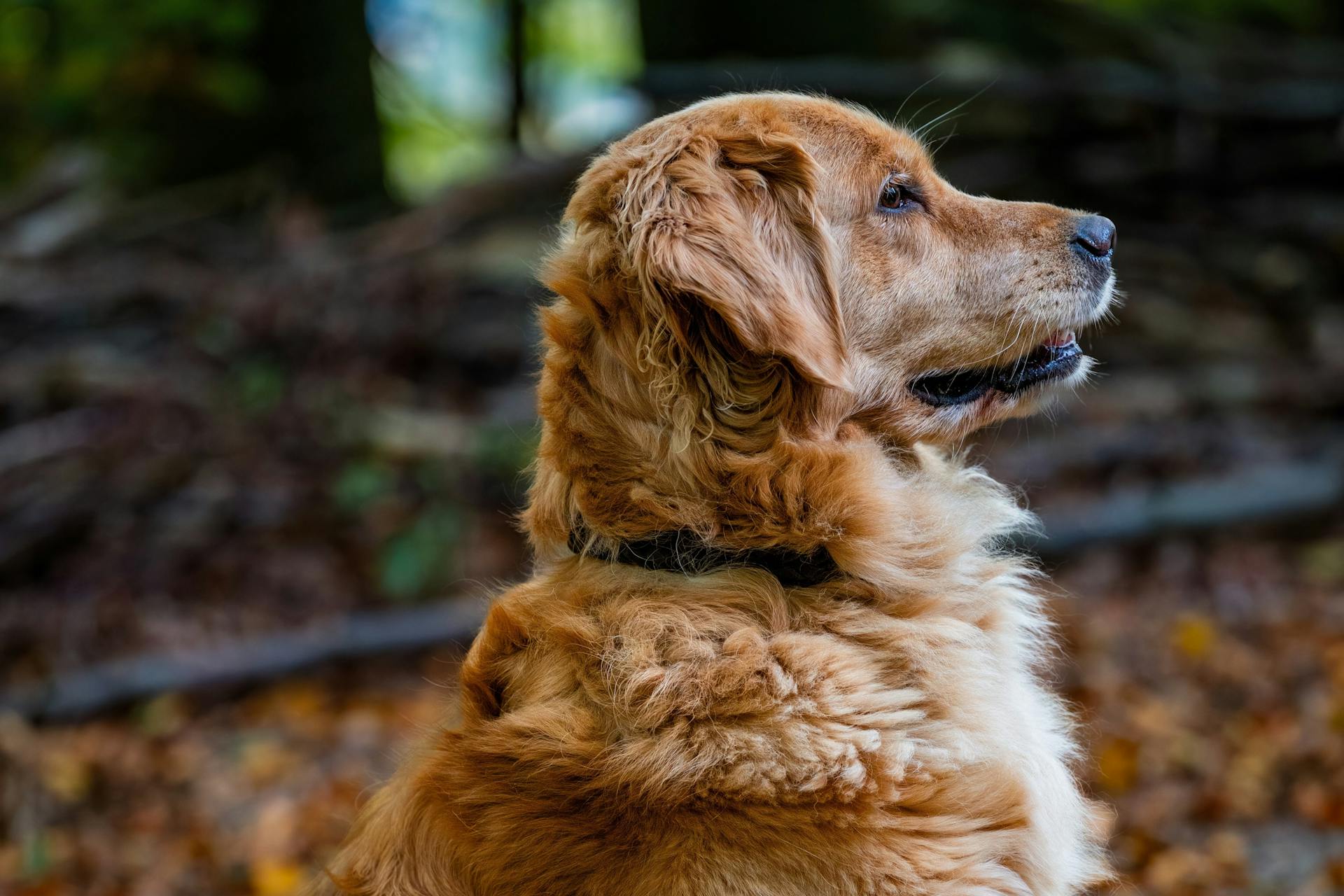 A golden retriever standing near fallen trees in the woods | Source: Pexels