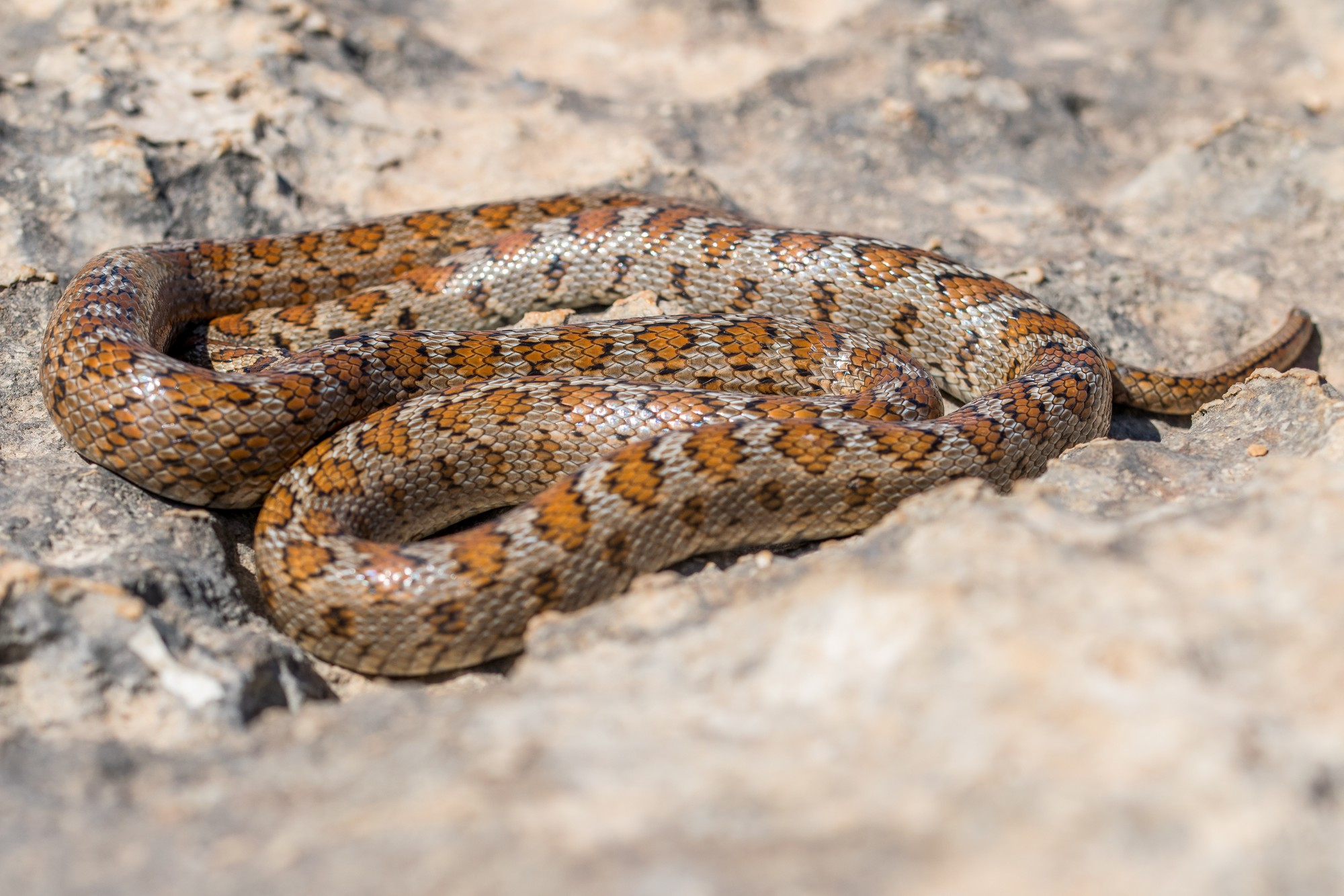 A snake | Source: Pexels