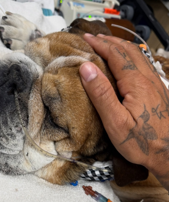 Lewis Hamilton's dog, Roscoe, hooked up to machines in a post from September 26, 2025 | Source: Instagram/lewishamilton