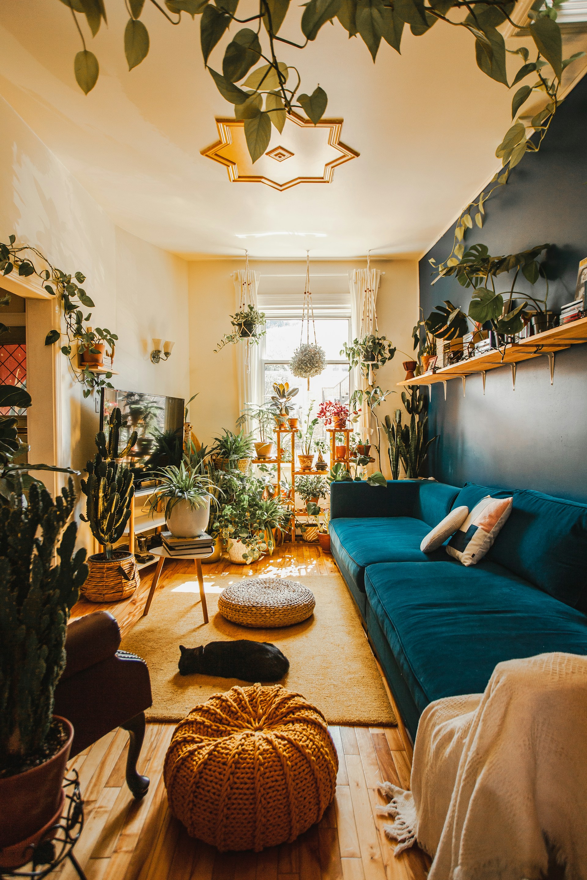 An adorable black cat sleeping in a stunning room adorned with indoor plants and furniture | Source: Unsplash