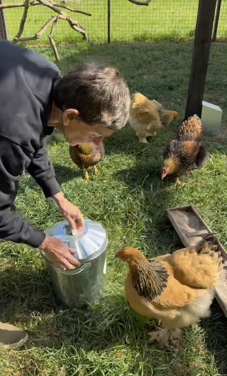 Ellen DeGeneres tends to her chickens in a video she shared on May 8, 2025 | Source: Instagram/ellendegeneres